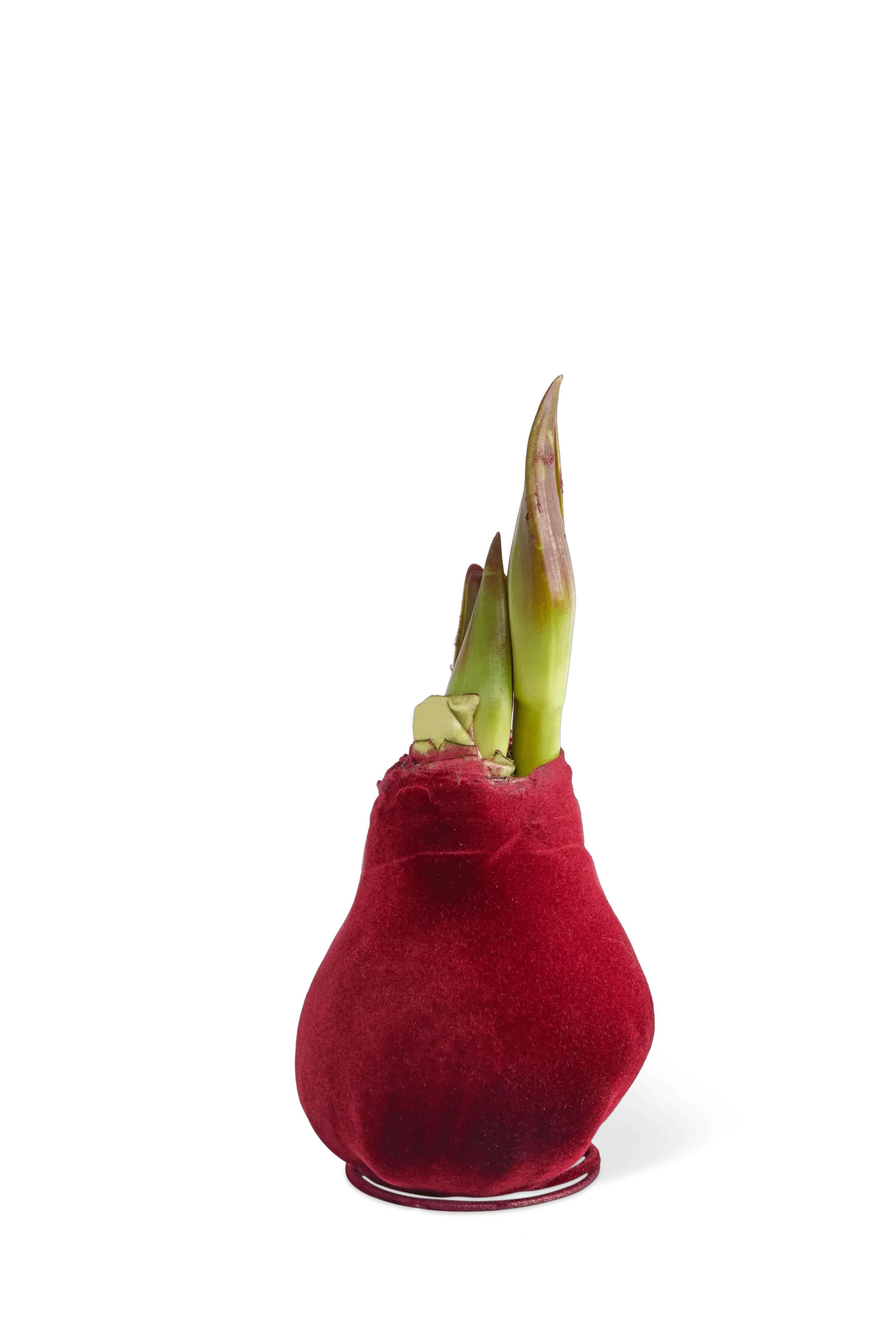 Velvet Waxed Amaryllis