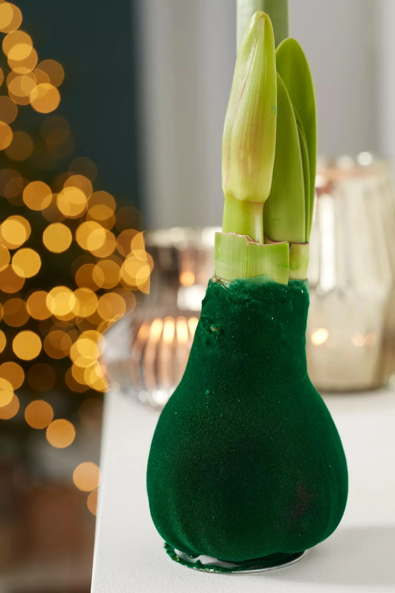 Velvet Waxed Amaryllis