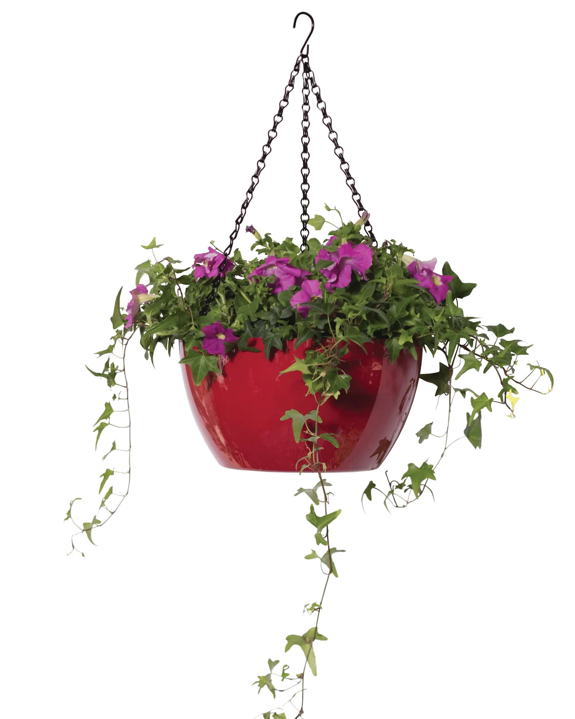 1540-vivatm-self-watering-hanging-basket-11-diameter-4.webp Viva™ Self-Watering Hanging Basket, 11" Diameter