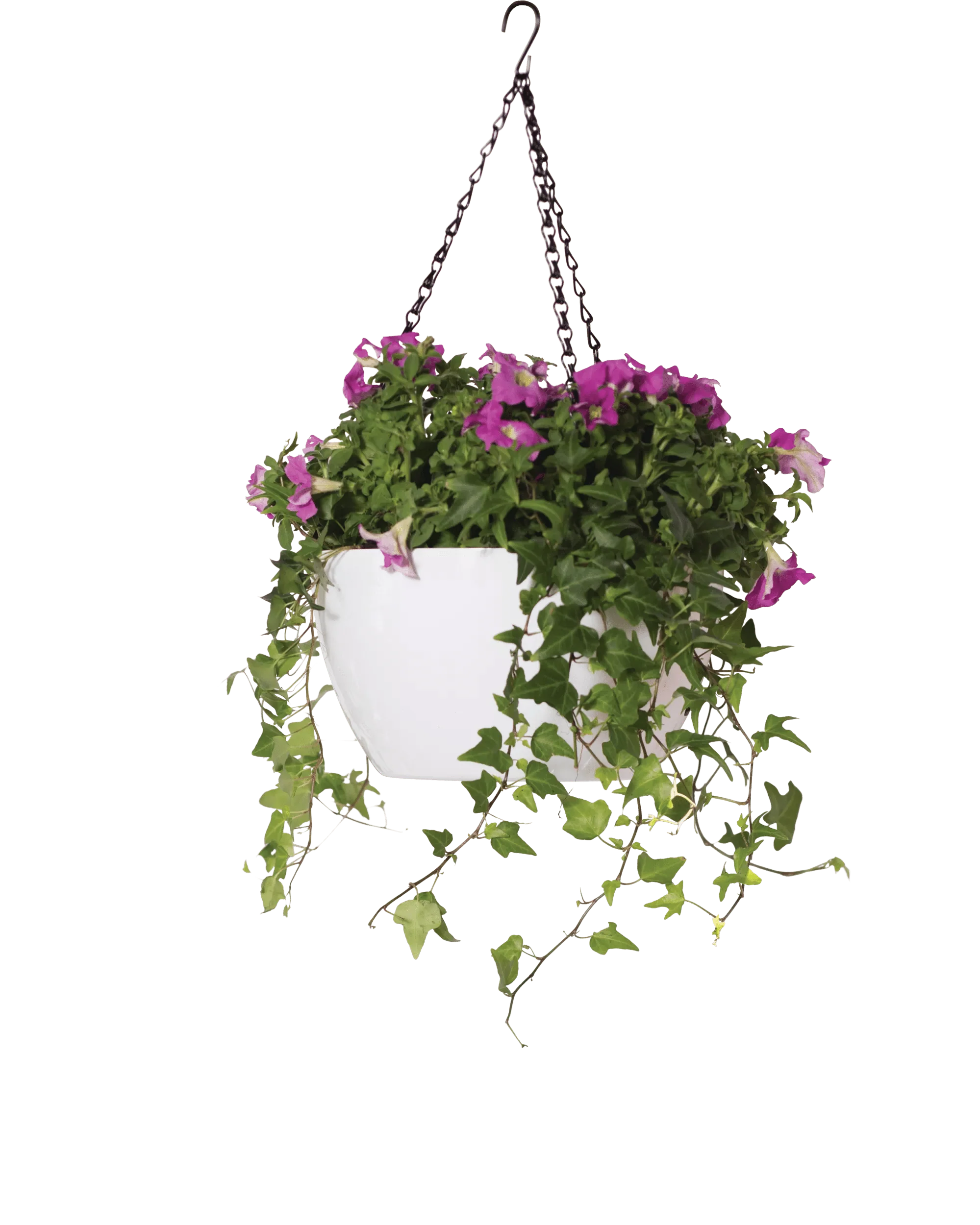 1540-vivatm-self-watering-hanging-basket-11-diameter-6.webp Viva™ Self-Watering Hanging Basket, 11" Diameter
