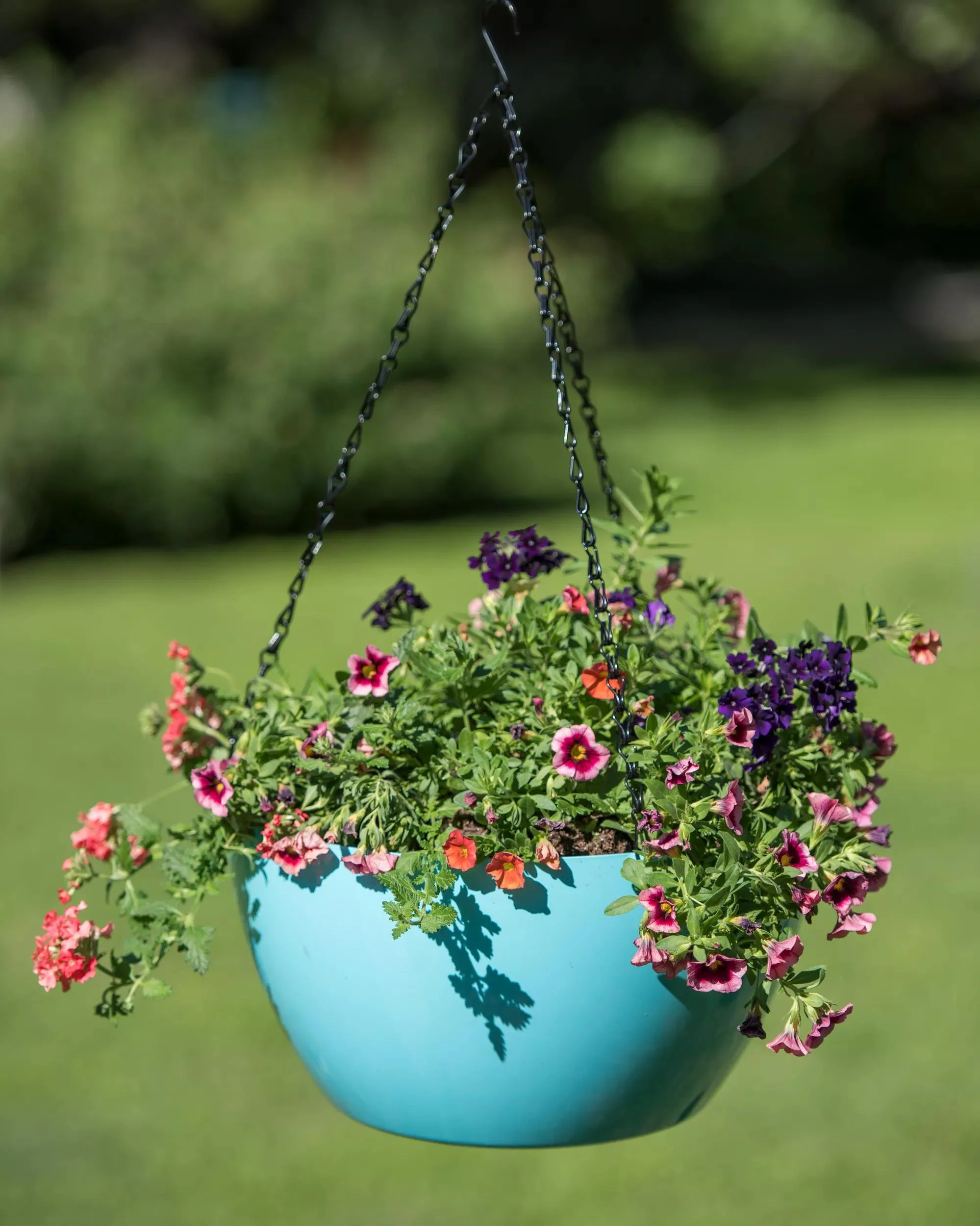 1547-vivatm-self-watering-hanging-basket-14-diameter-4.webp Viva™ Self-Watering Hanging Basket, 14" Diameter