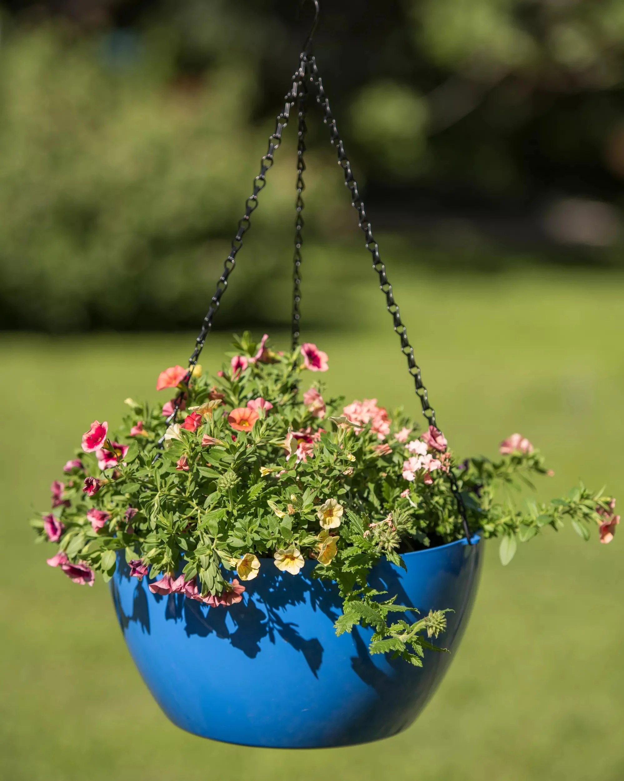 1547-vivatm-self-watering-hanging-basket-14-diameter-5.webp Viva™ Self-Watering Hanging Basket, 14" Diameter