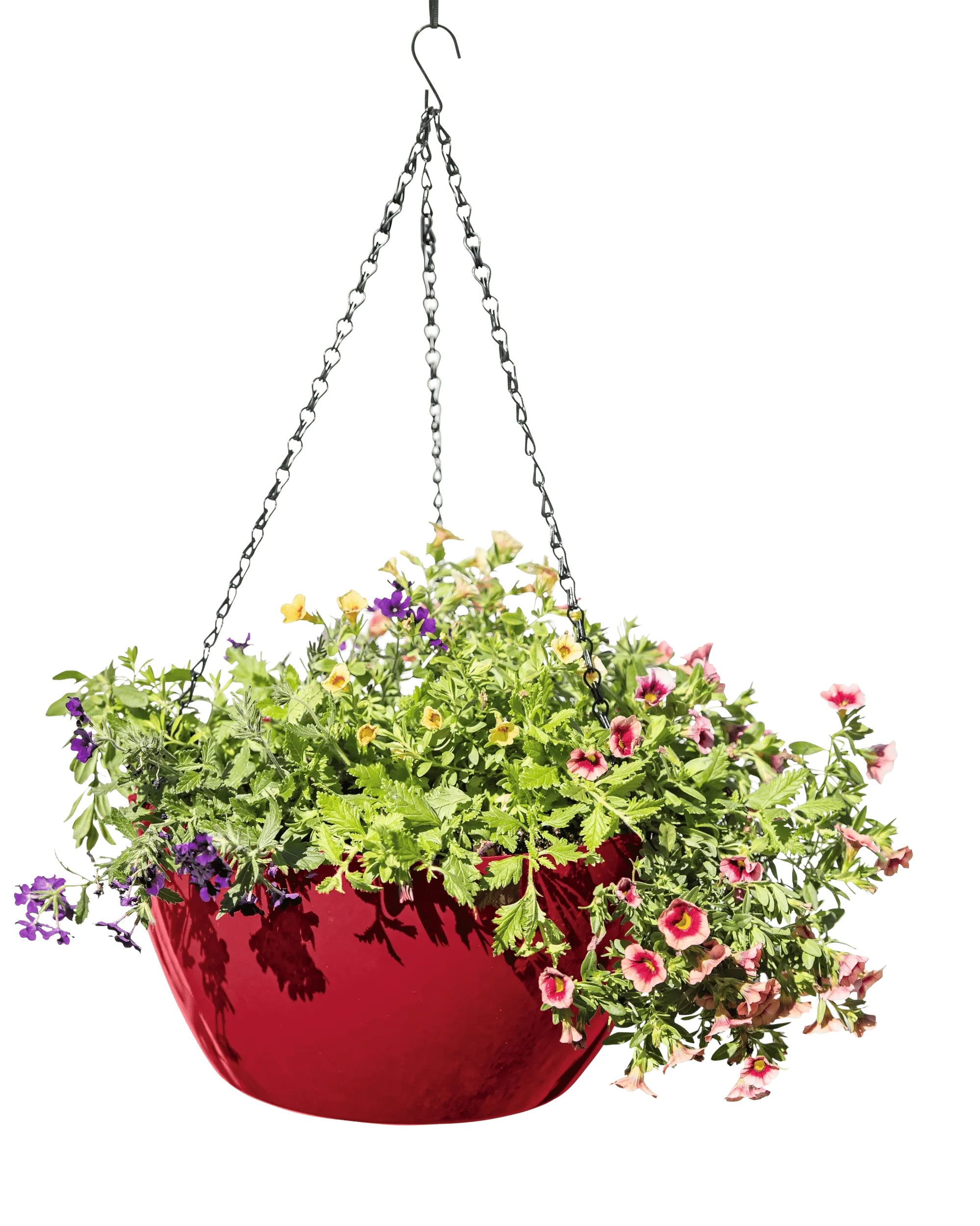 1547-vivatm-self-watering-hanging-basket-14-diameter-7.webp Viva™ Self-Watering Hanging Basket, 14" Diameter