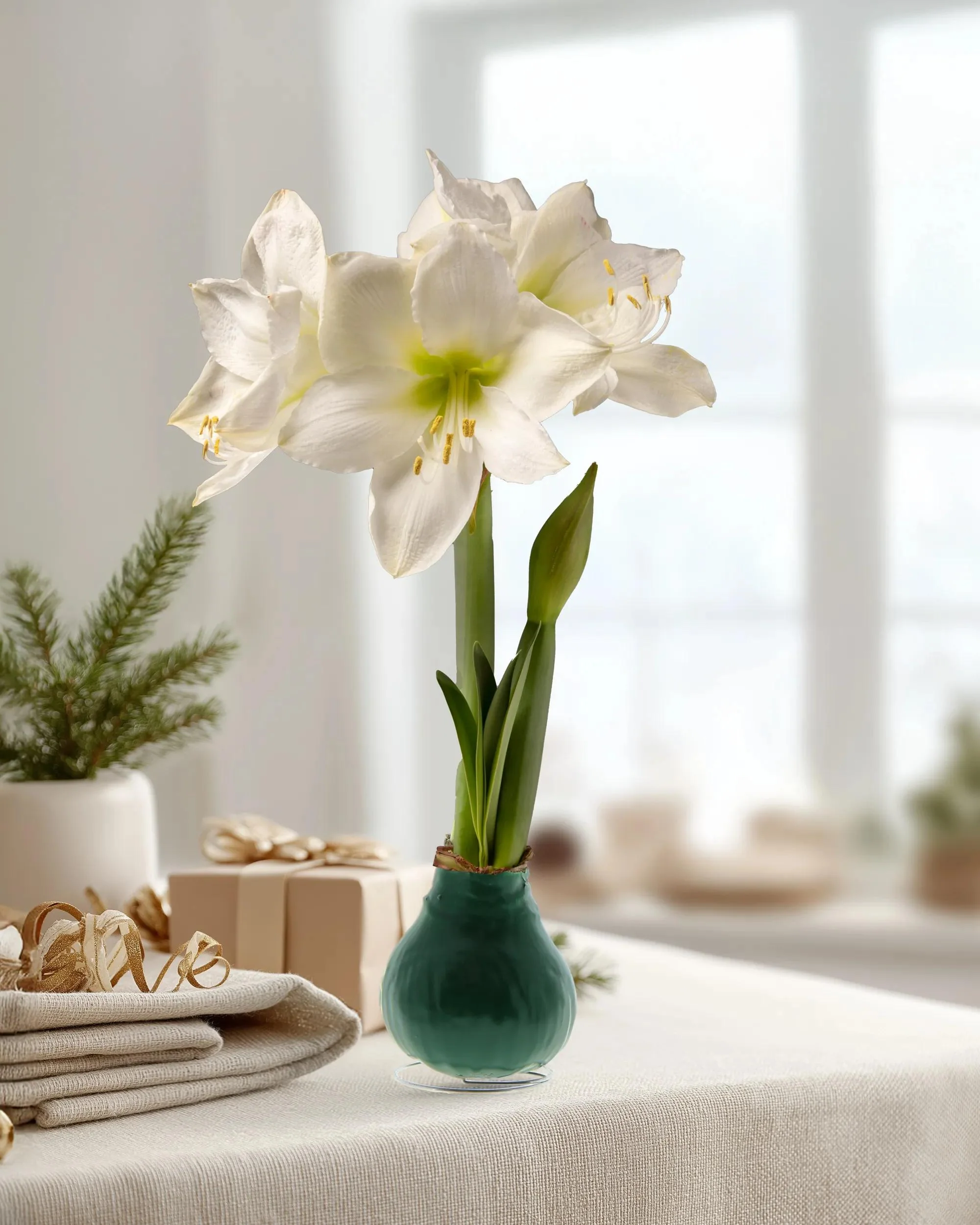 1569-waxed-amaryllis-1.webp Waxed Amaryllis