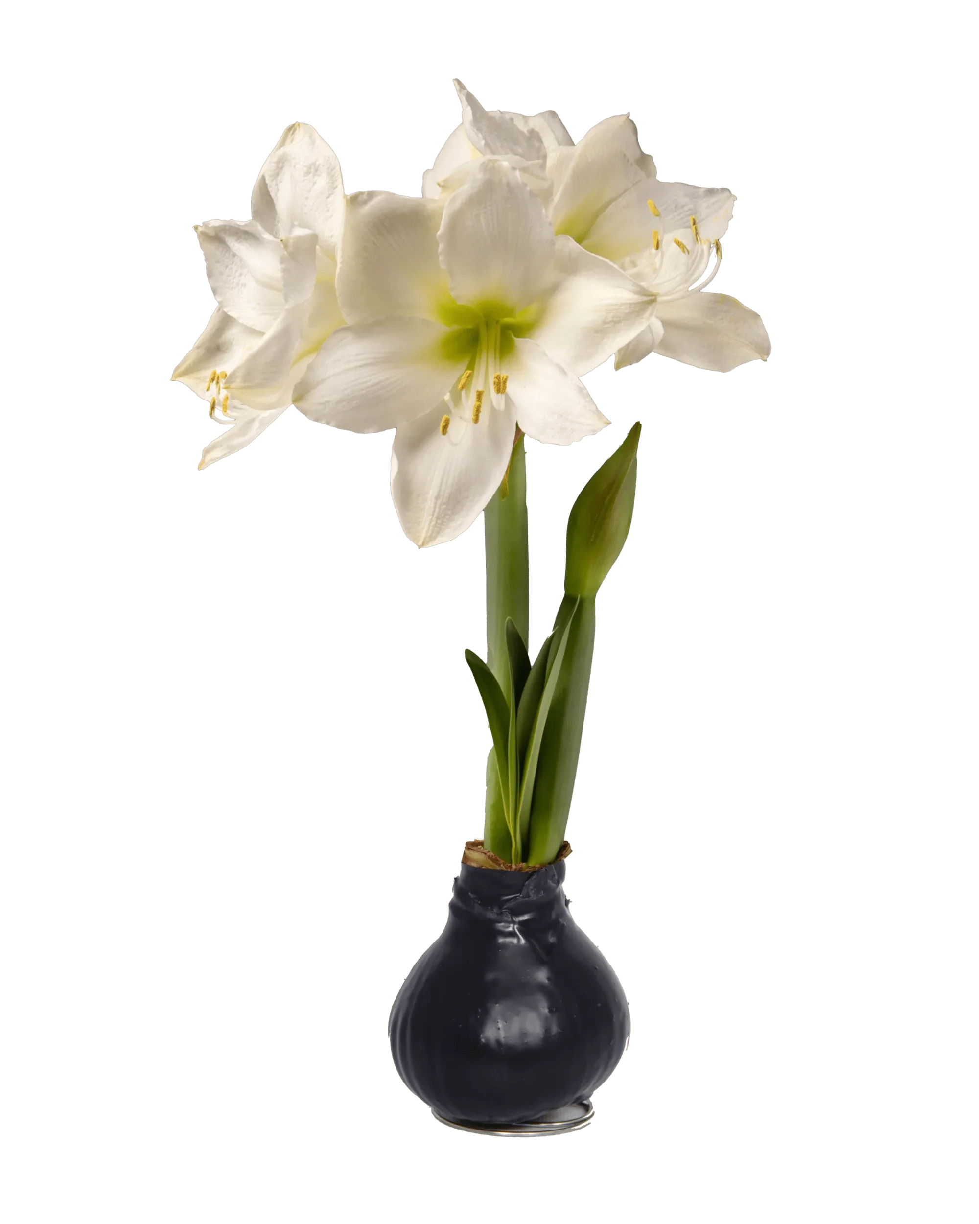 Waxed Amaryllis