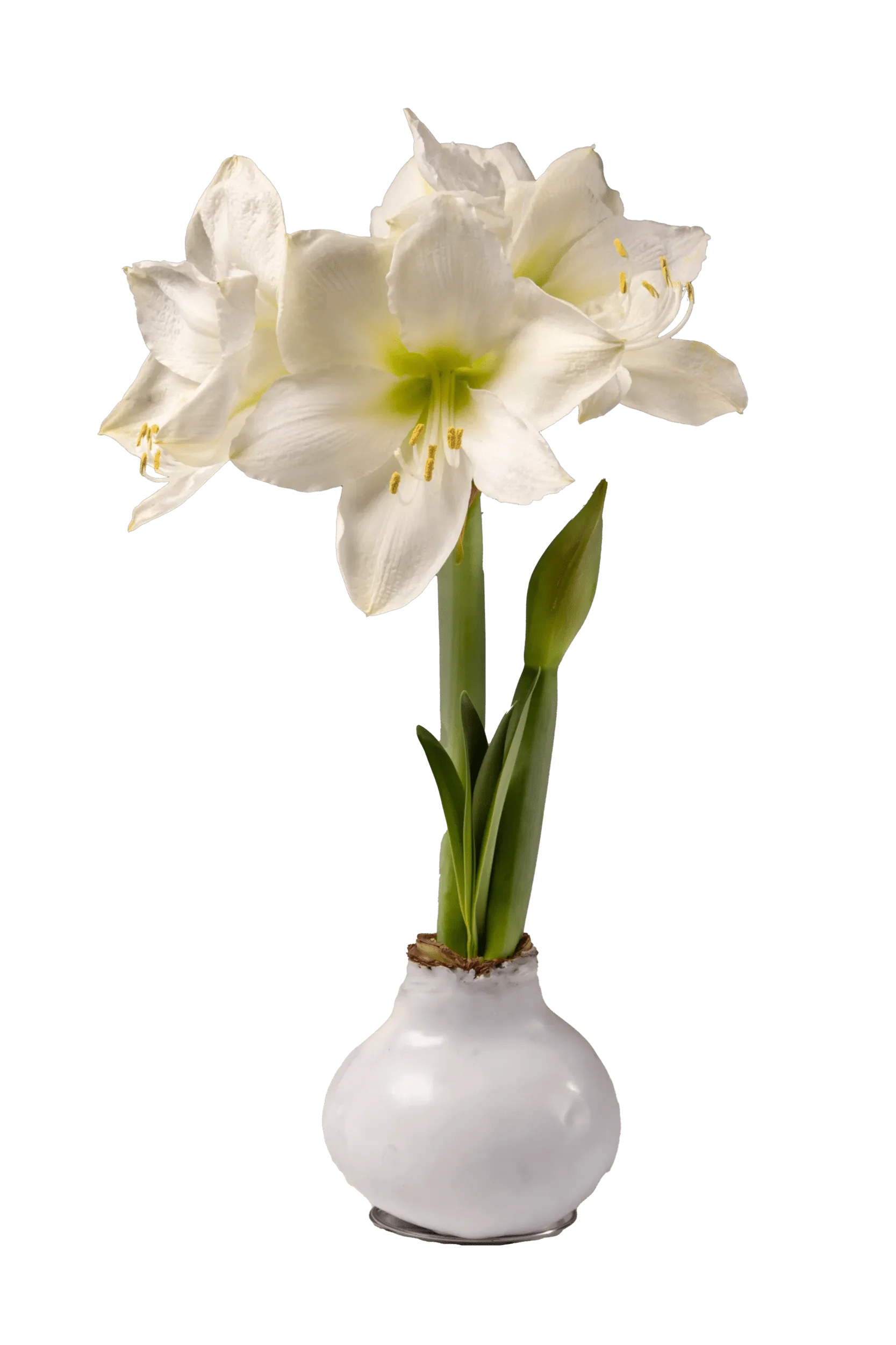 Waxed Amaryllis