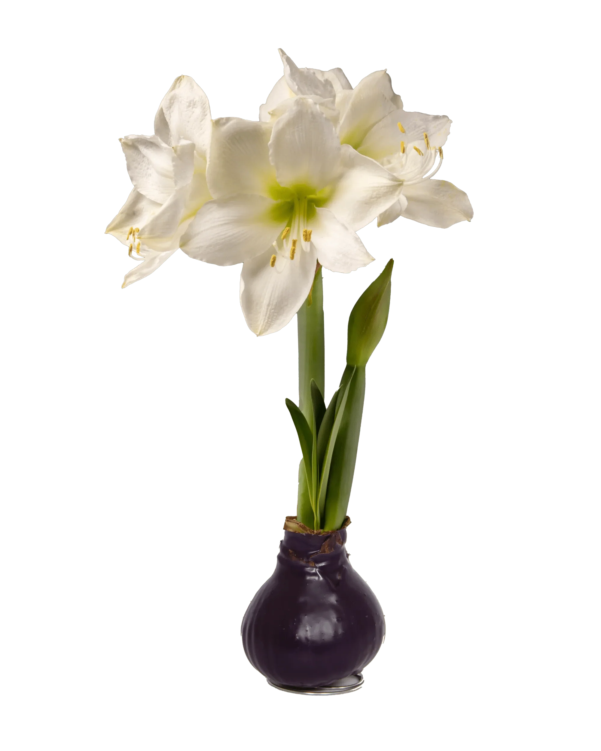 Waxed Amaryllis