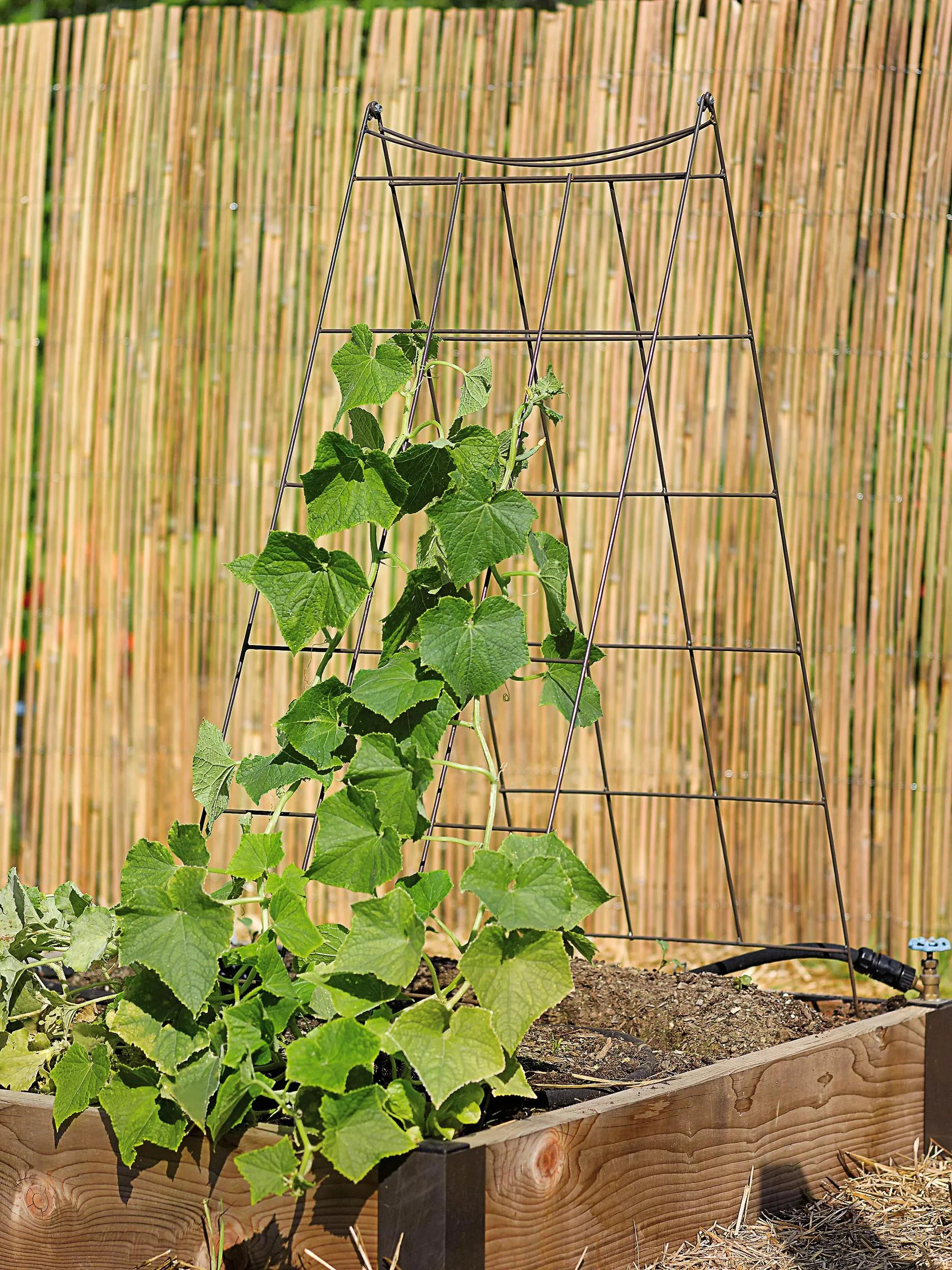 1585-wire-a-frame-trellis-1.webp Wire A-Frame Trellis