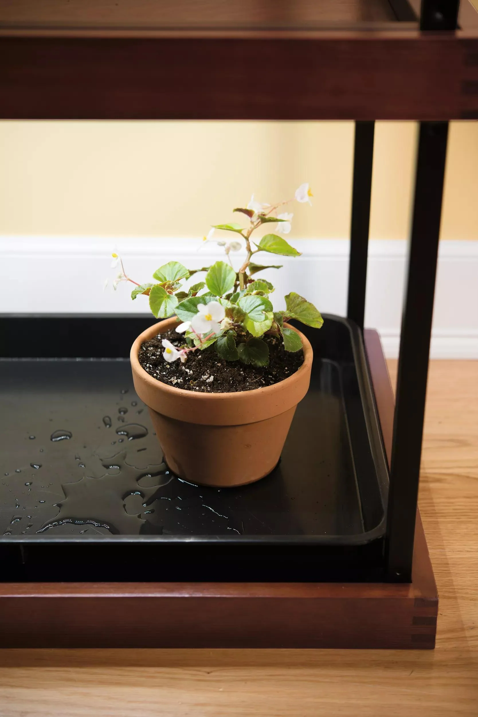 Small Boot Tray
