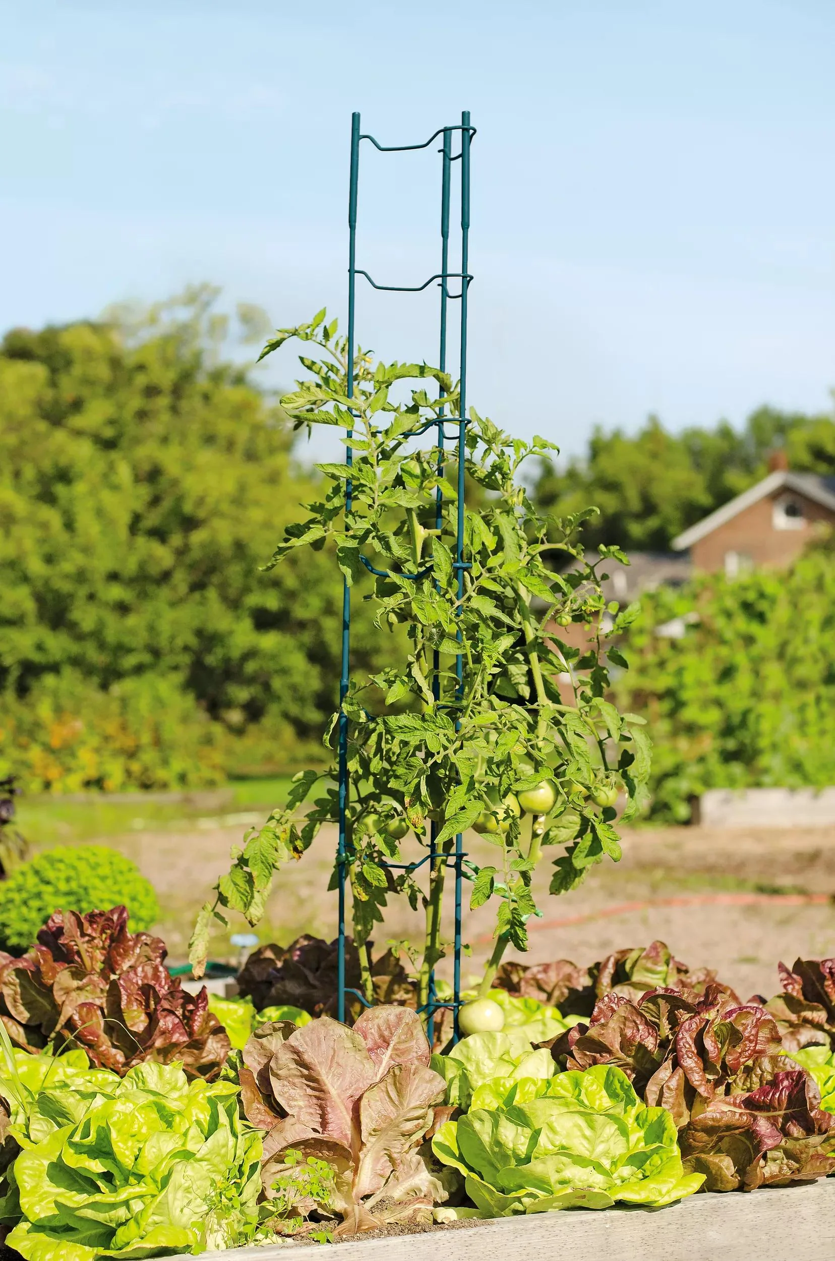 Stacking Tomato Ladders, Set of 6