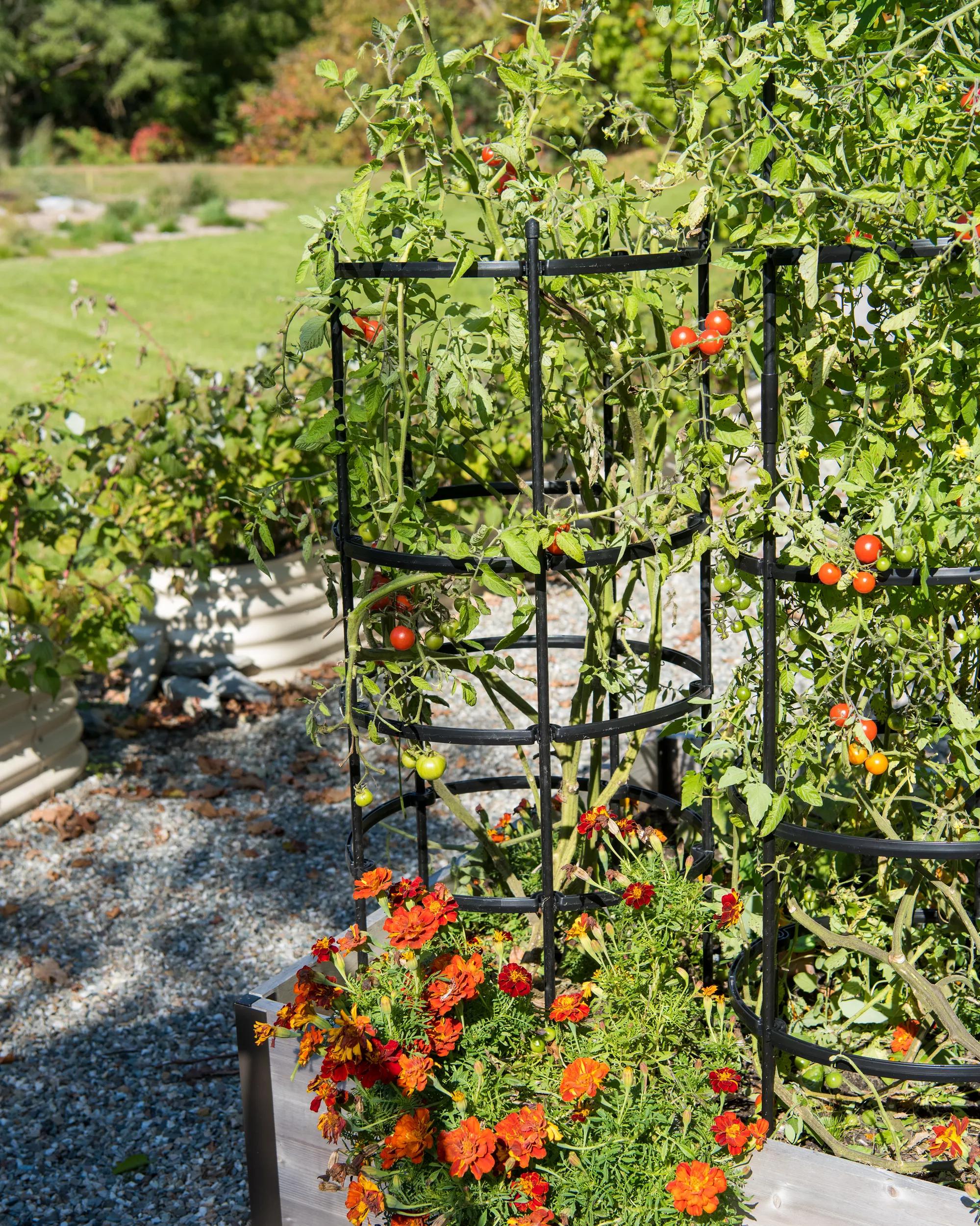 186-titantm-tomato-cages-set-of-3-1.jpg Titan™ Tomato Cages, Set of 3