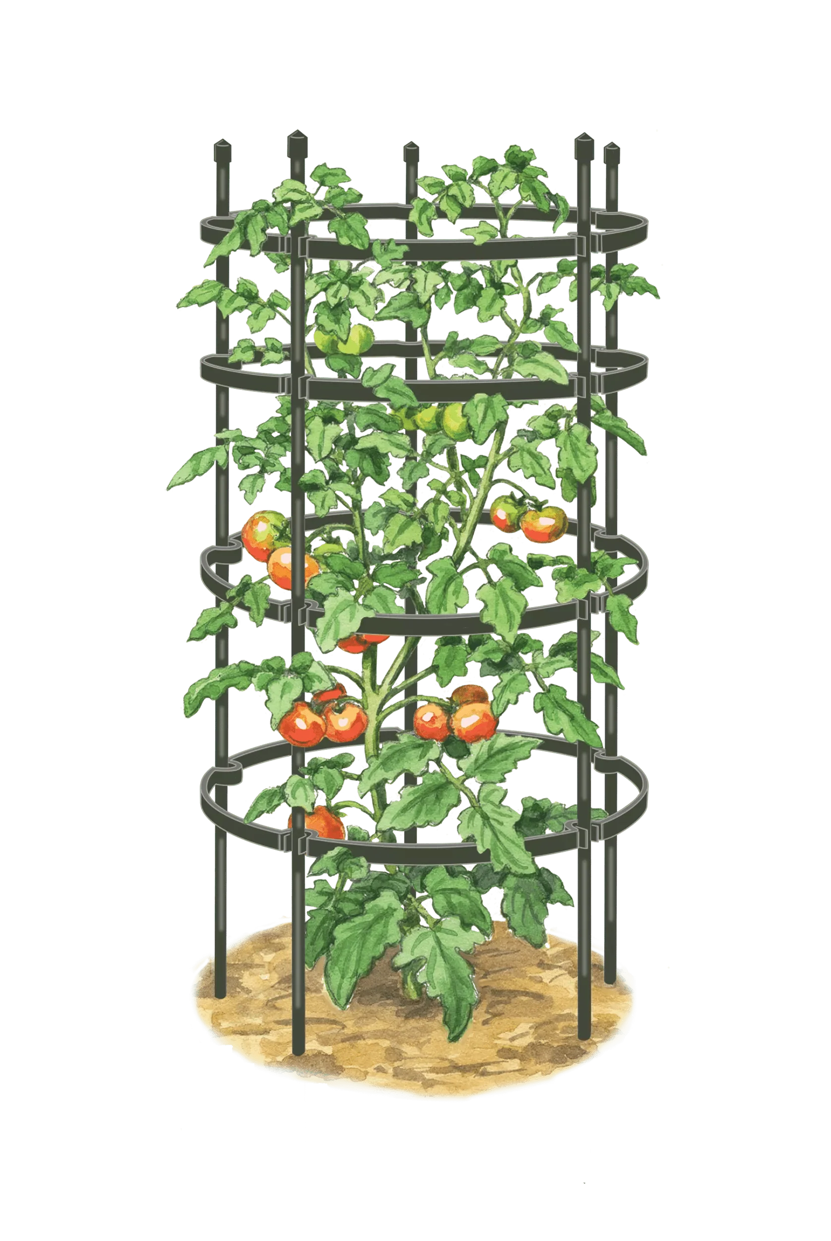 Titan™ Tomato Cages, Set of 3
