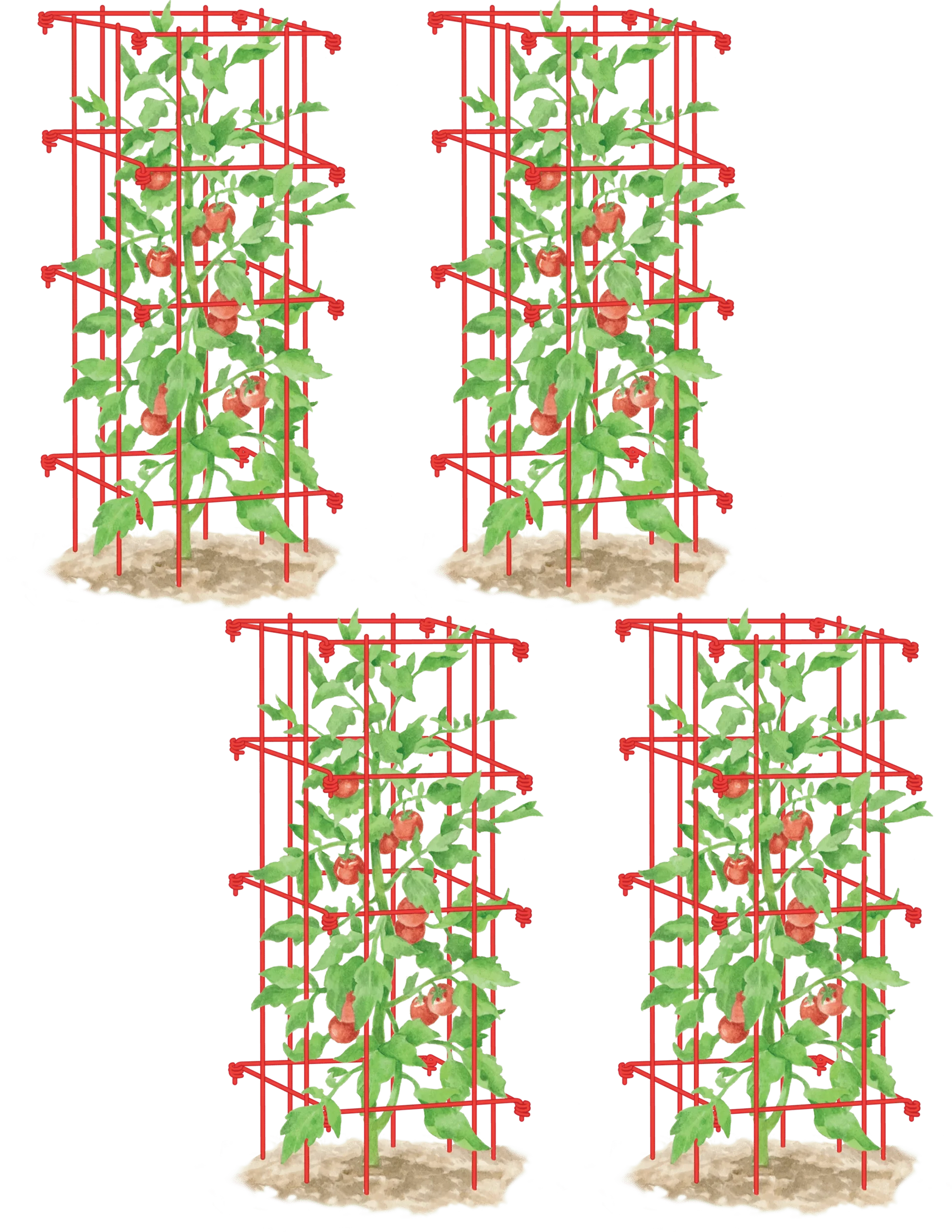 187-tomato-cages-set-of-4-1.webp Tomato Cages, Set of 4