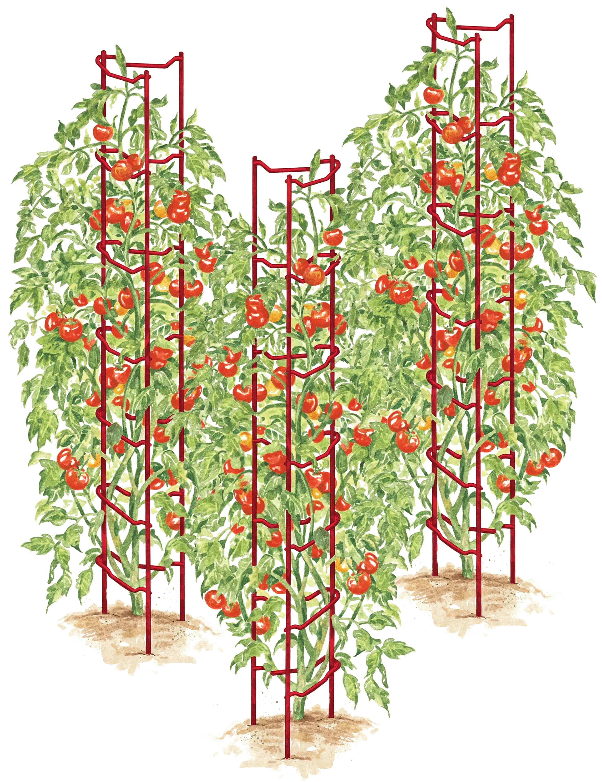 191-tomato-ladders-set-of-3-1.webp Tomato Ladders, Set of 3