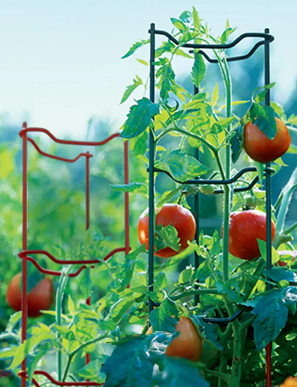 191-tomato-ladders-set-of-3-3.webp Tomato Ladders, Set of 3