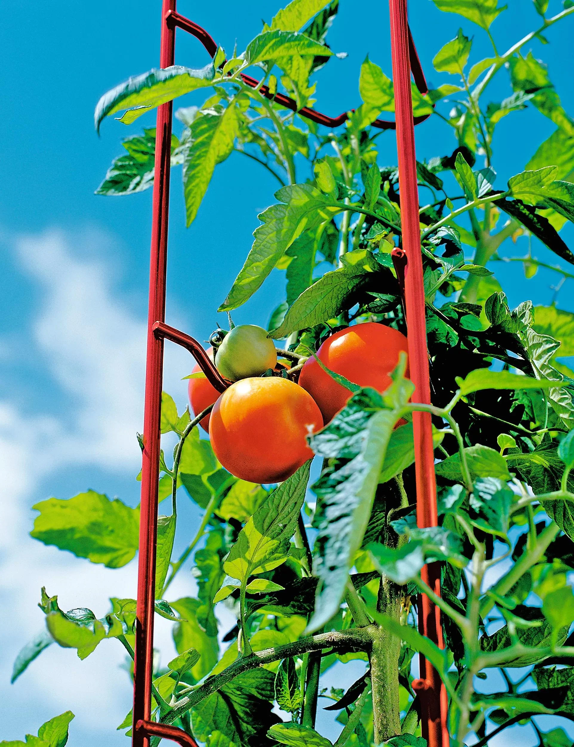 191-tomato-ladders-set-of-3-5.webp Tomato Ladders, Set of 3
