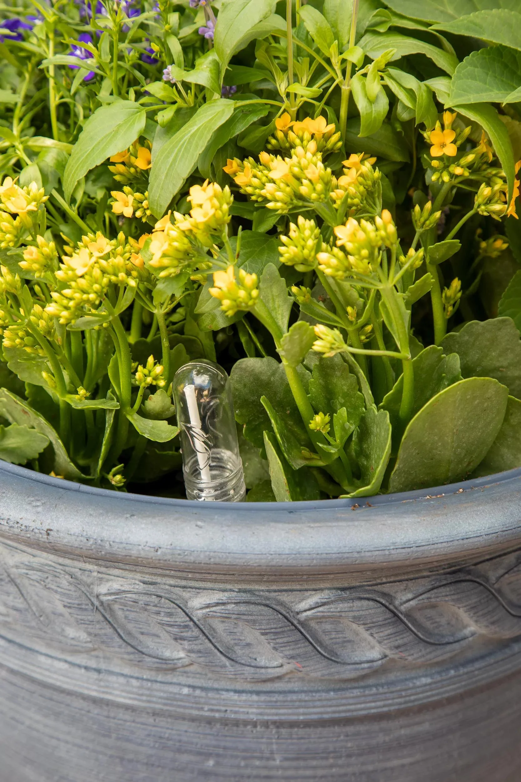 Adjustable Self-Watering Insert for Pots and Planters