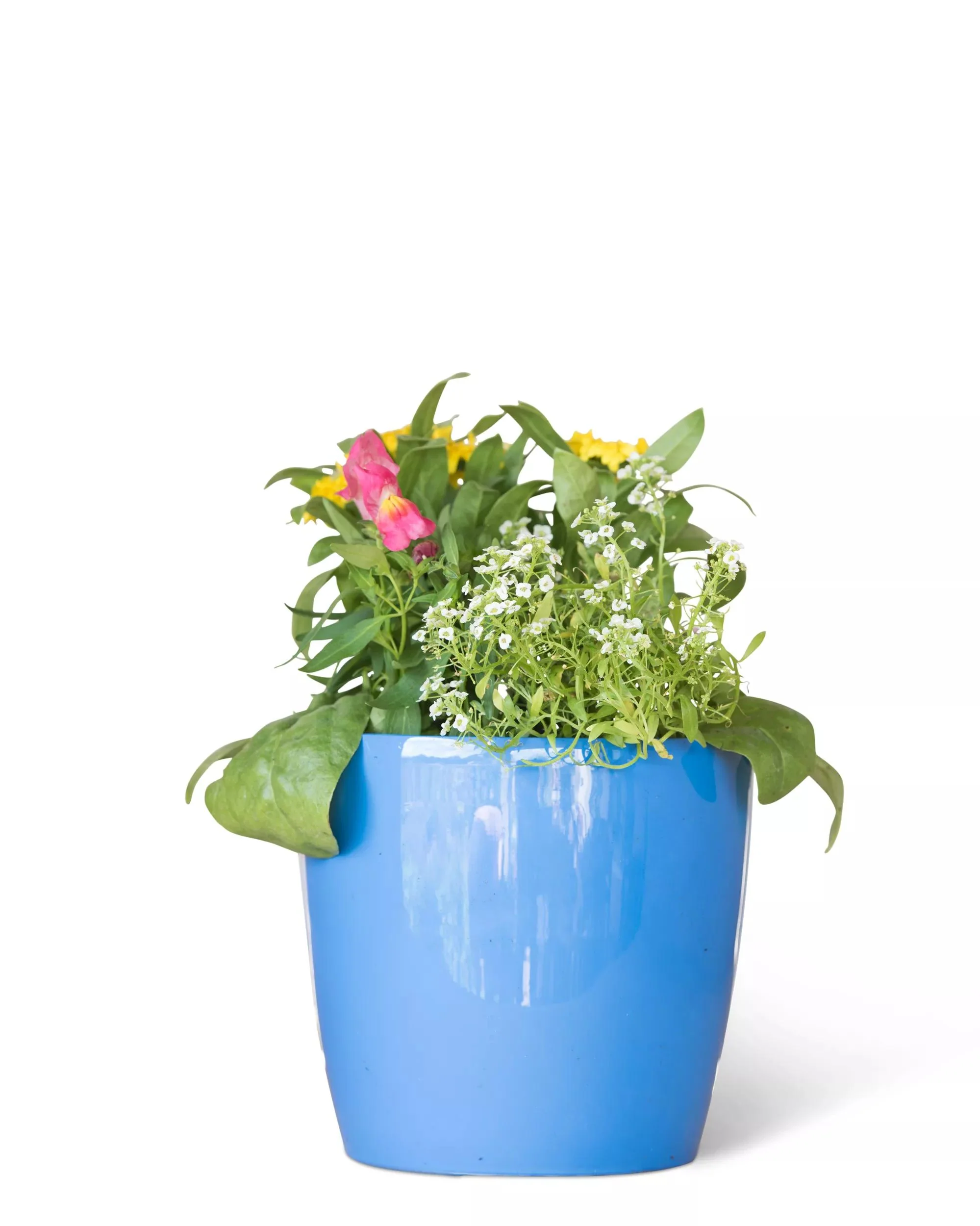 Viva™ Round Self-Watering Planter, 7" Diameter