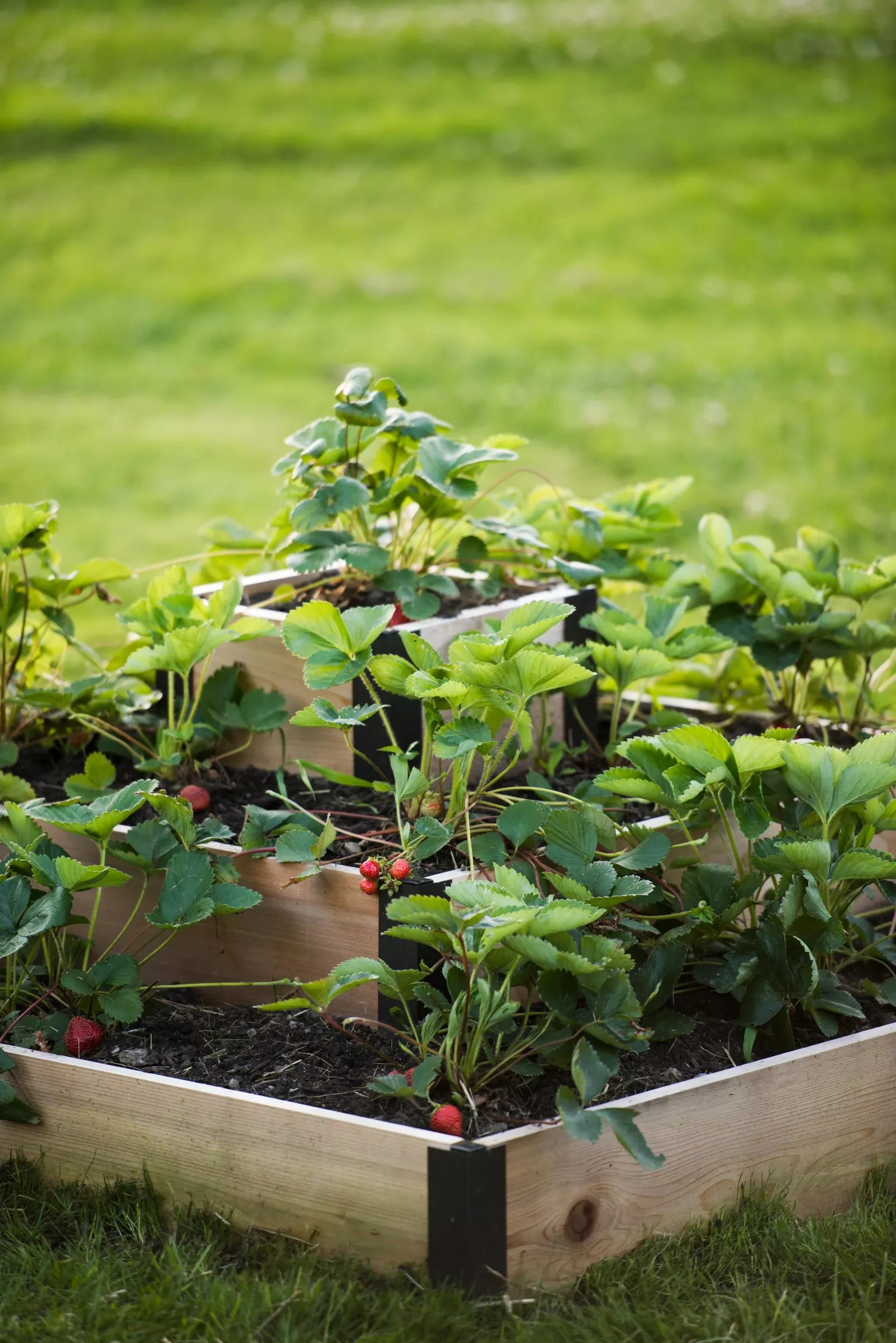 317-3-tier-strawberry-cedar-bed-1.webp 3-Tier Strawberry Cedar Bed