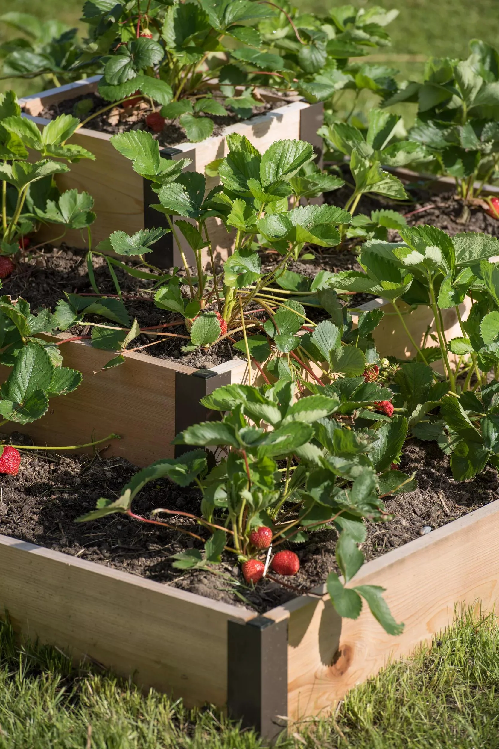 3-Tier Strawberry Cedar Bed