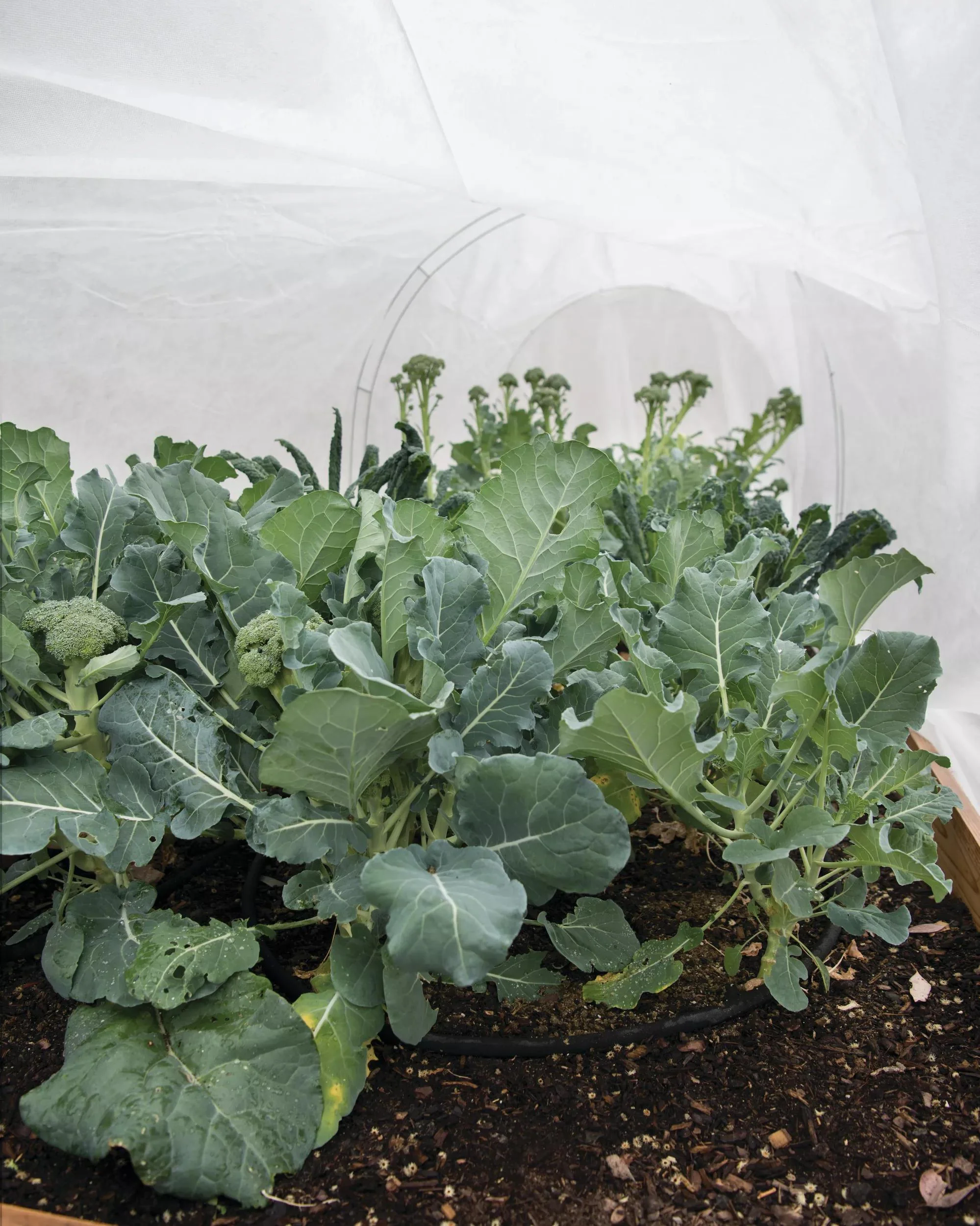 All-Purpose Garden Fabric