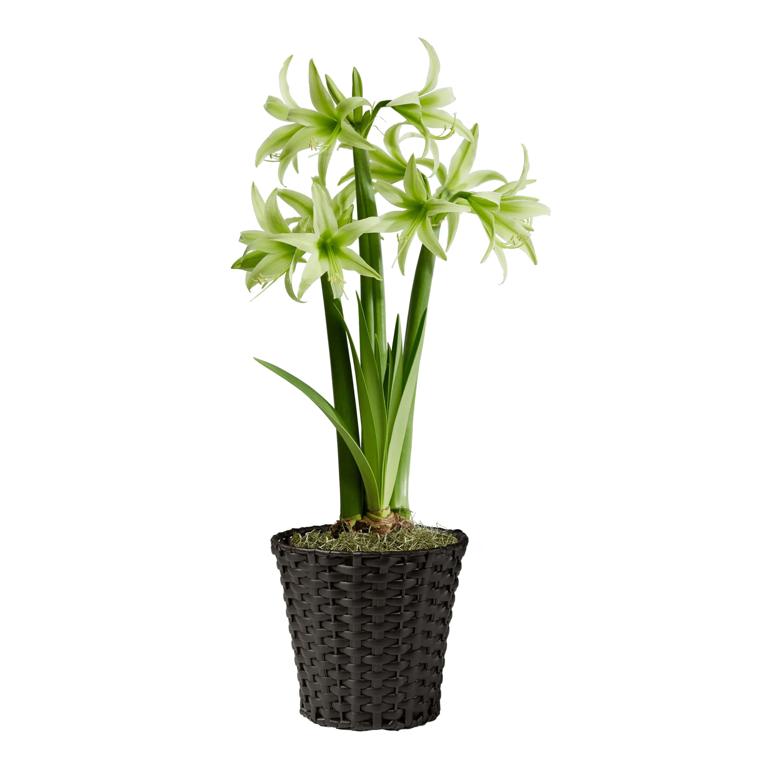 Amazon Amaryllis Collection