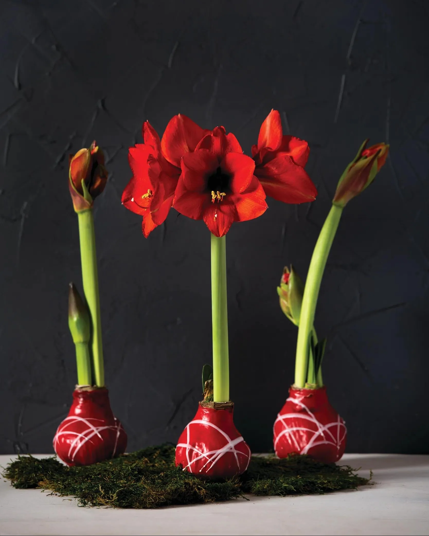 372-art-mix-waxed-amaryllis-1.webp Art Mix Waxed Amaryllis