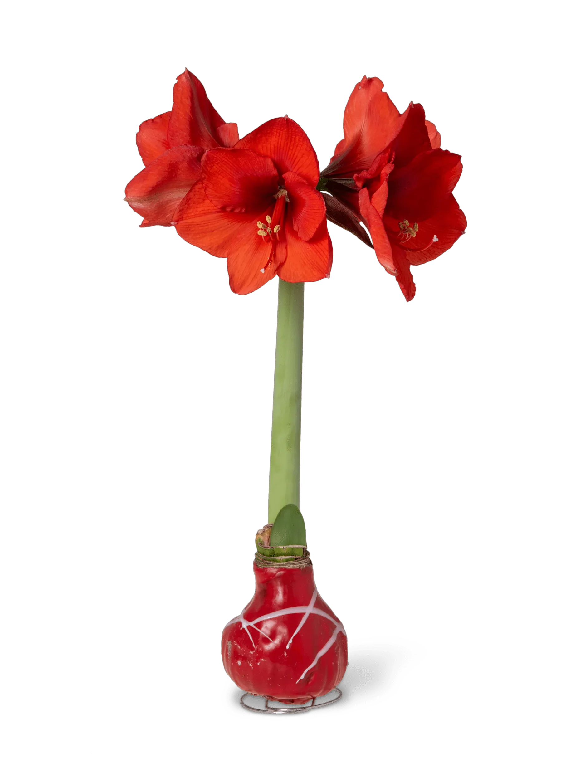 Art Mix Waxed Amaryllis