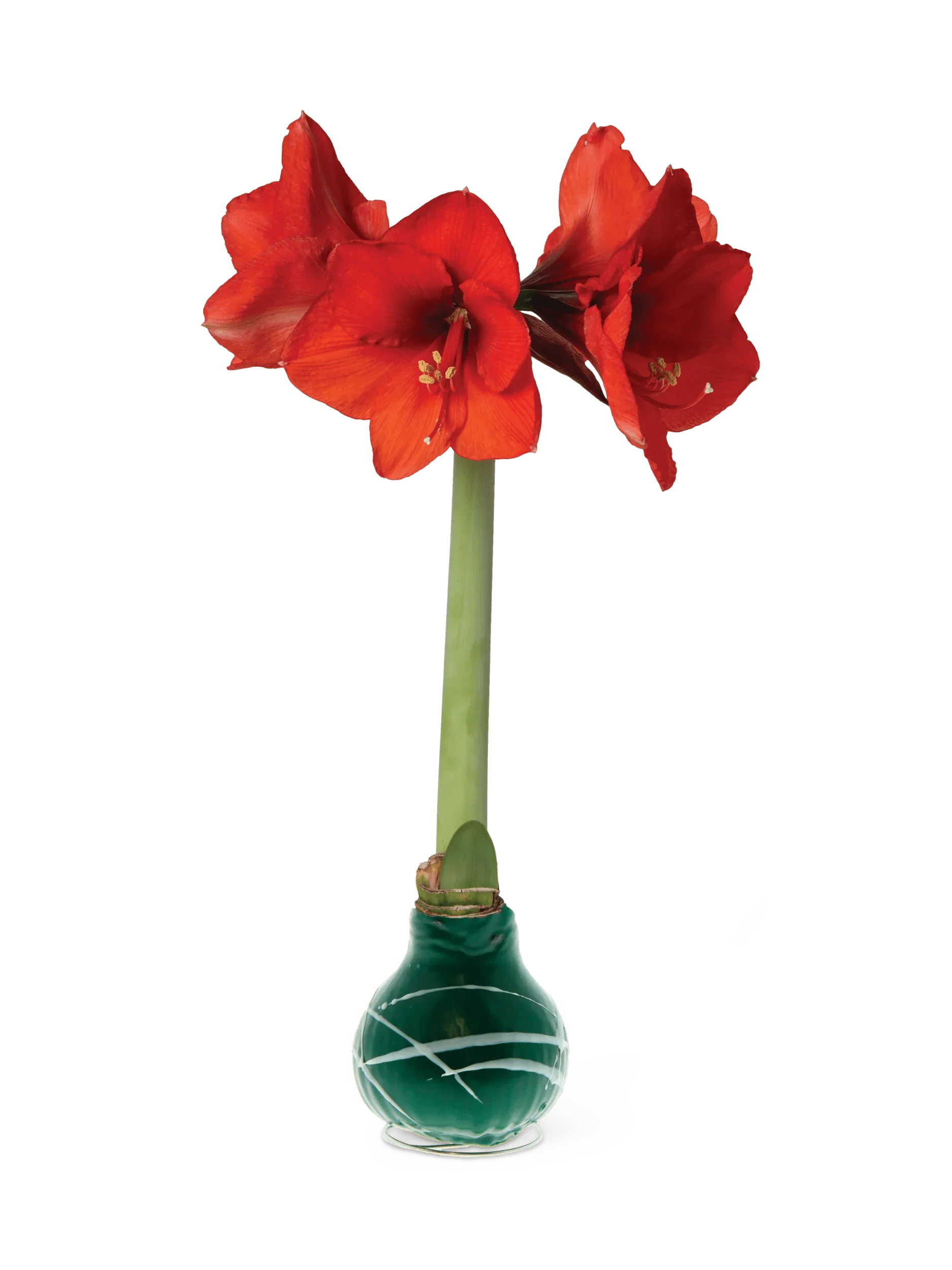 Art Mix Waxed Amaryllis