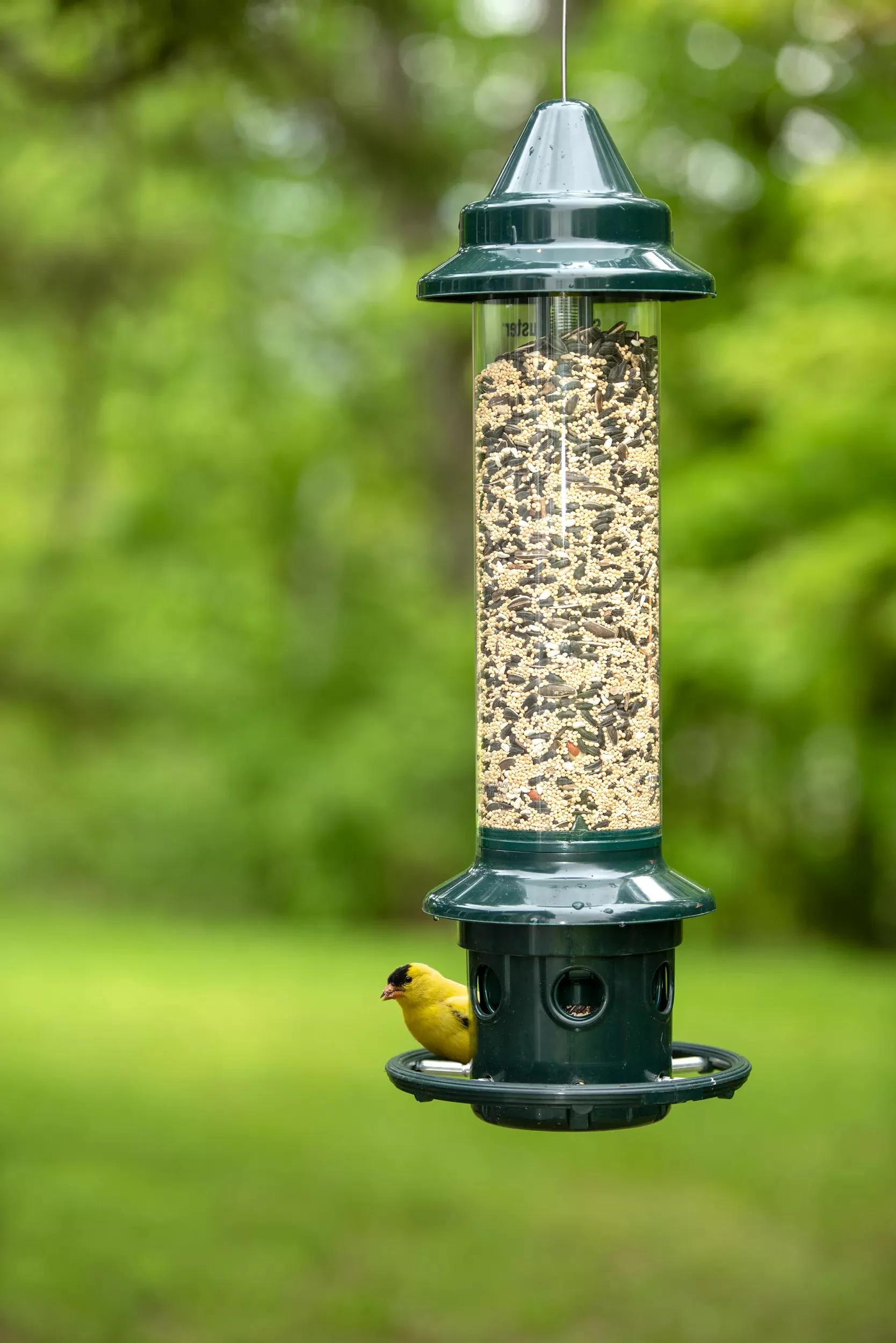 393-brome-squirrel-buster-plustm-bird-feeder-1.webp Brome® Squirrel Buster Plus™ Bird Feeder