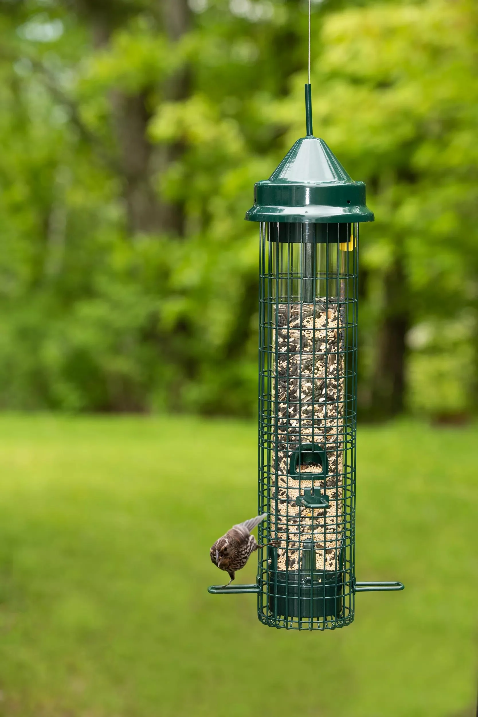394-brome-squirrel-bustertmclassic-bird-feeder-1.webp Brome® Squirrel Buster™Classic Bird Feeder
