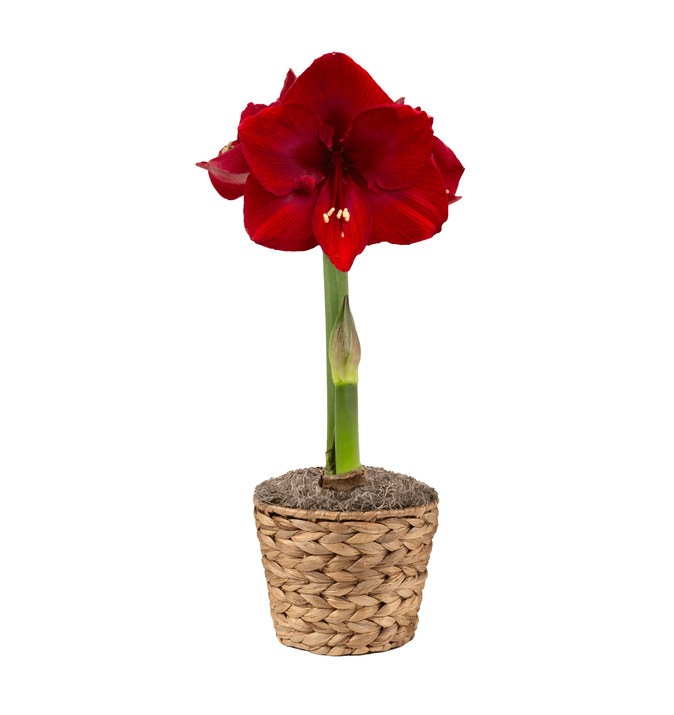 427-calypso-potted-amaryllis-1.webp Calypso Potted Amaryllis