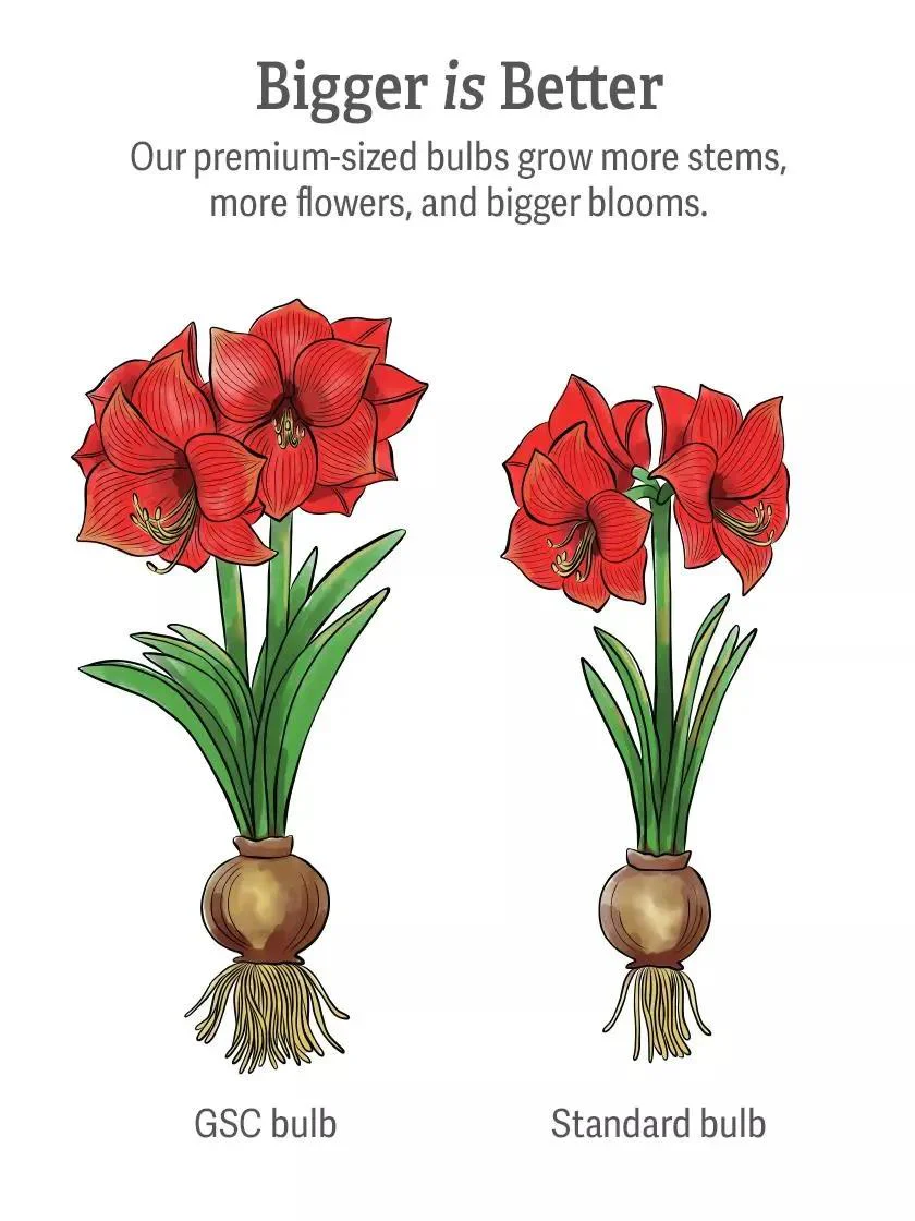 Calypso Potted Amaryllis
