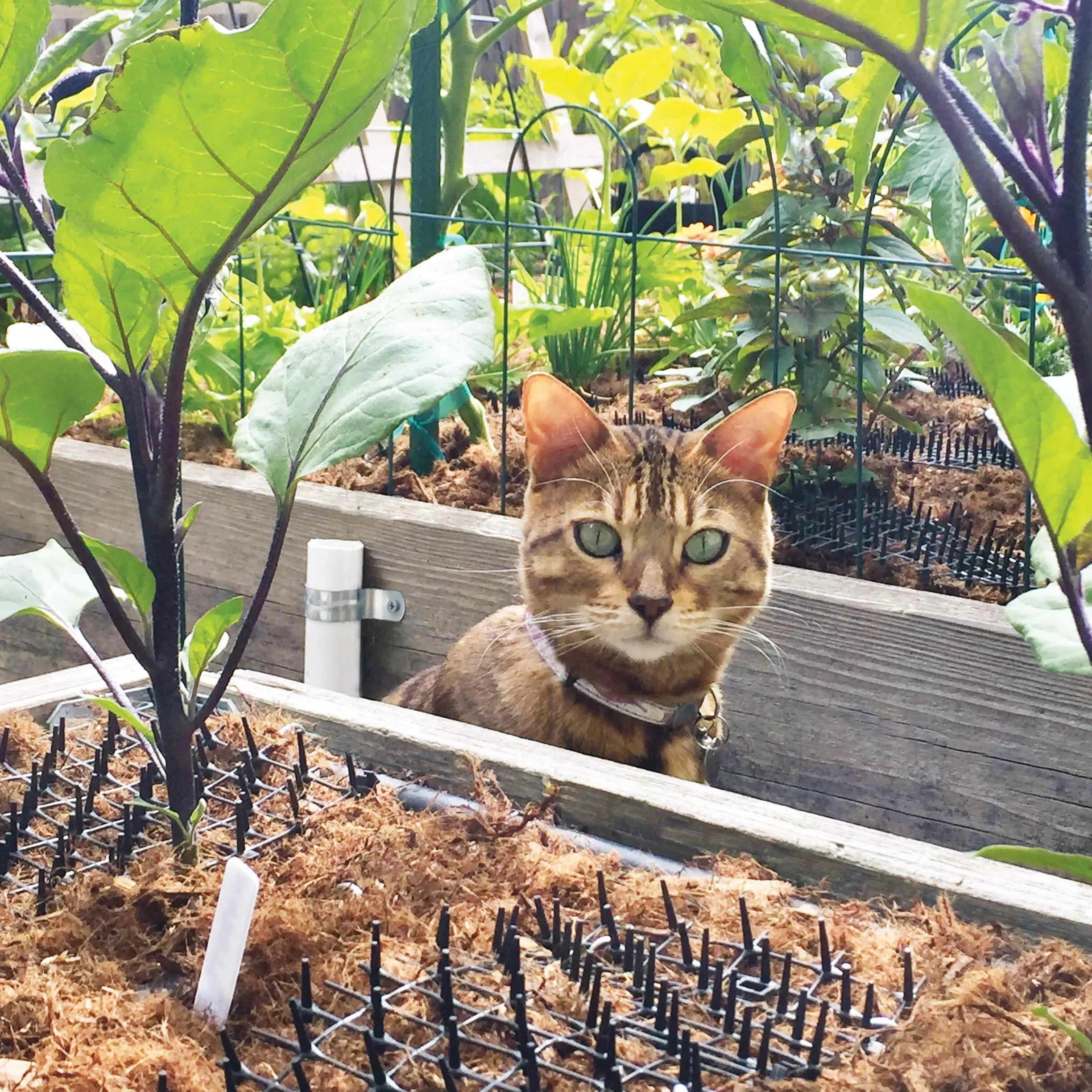 429-cat-scat-mat-1.webp Cat Scat Mat