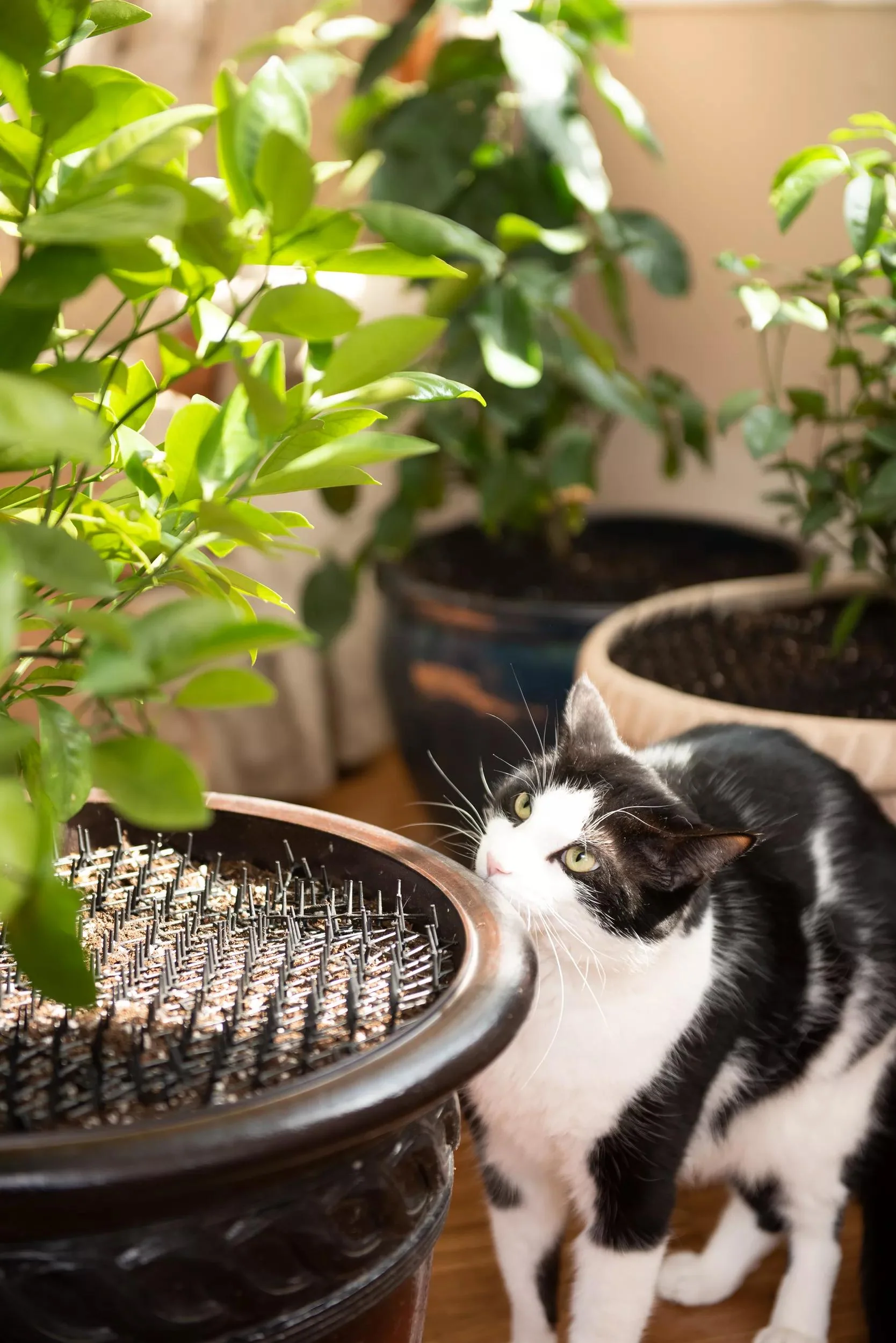 429-cat-scat-mat-2.webp Cat Scat Mat