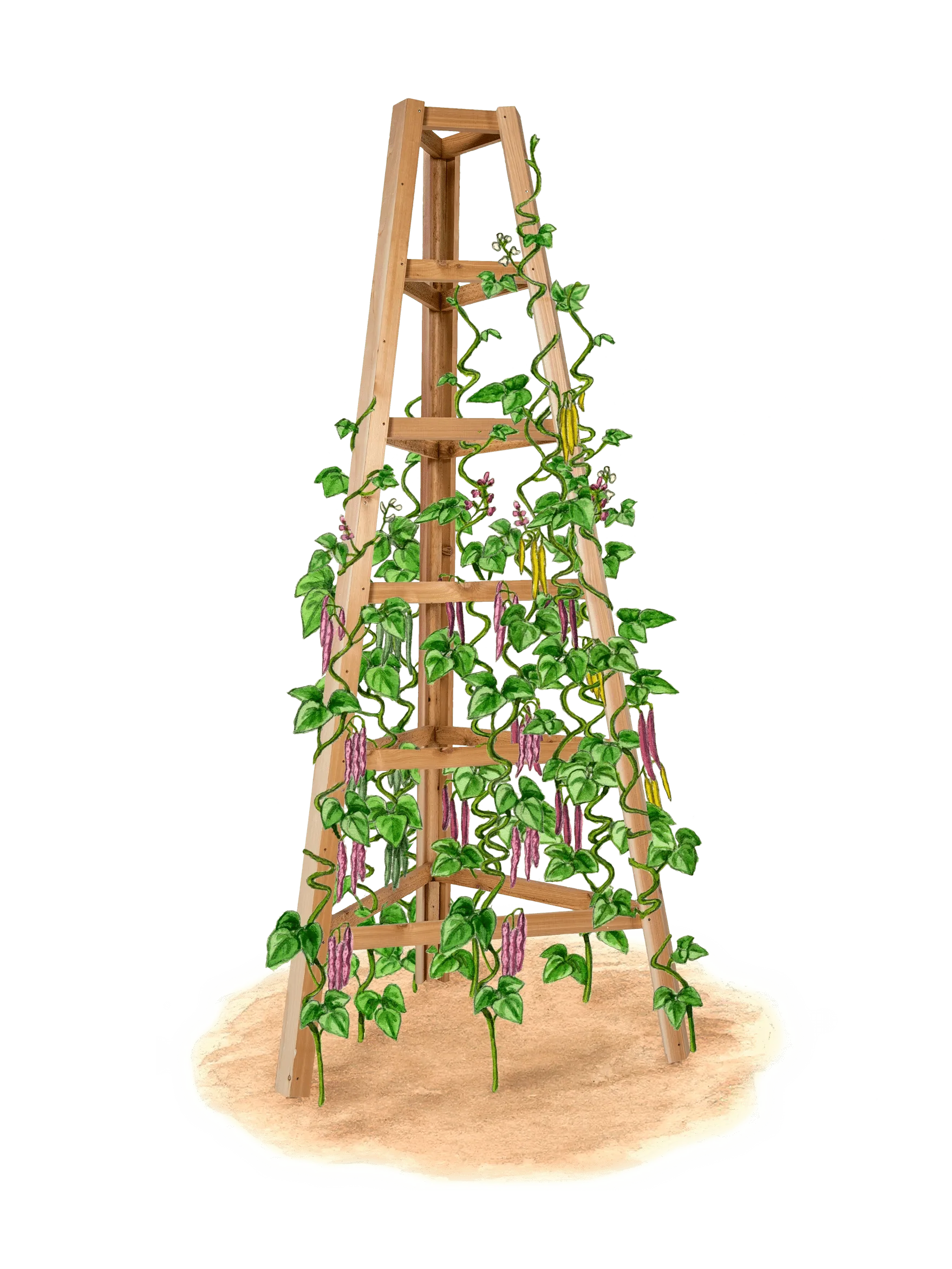 433-cedar-obelisk-8-3.webp Cedar Obelisk, 8'