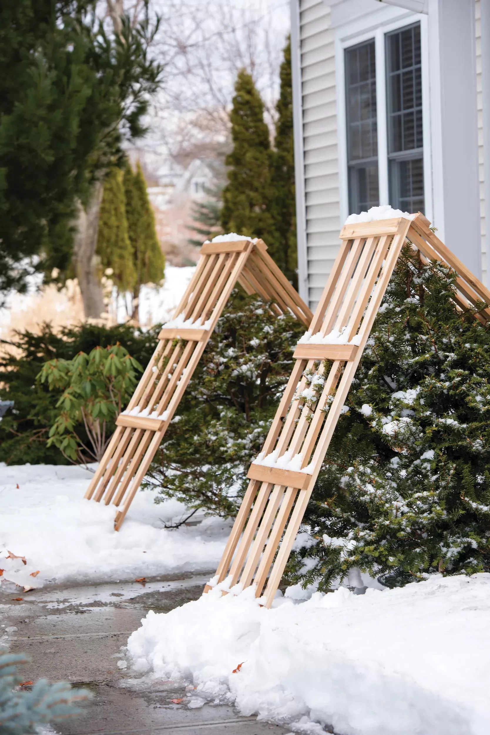Cedar Shrub Guard