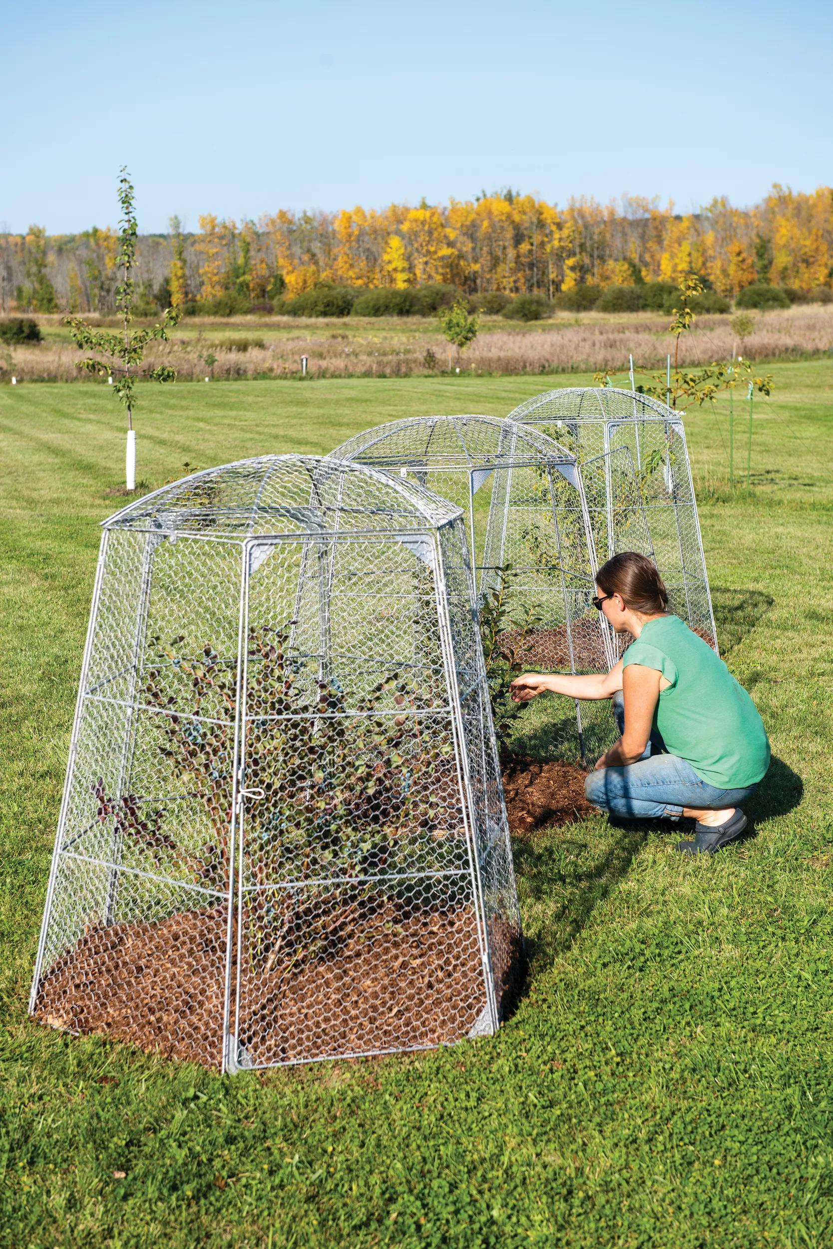 458-chicken-wire-super-dome-1.jpg Chicken Wire Super Dome