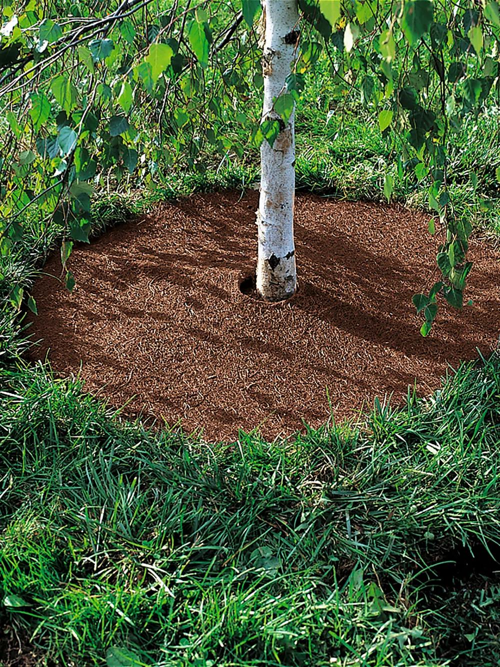467-coco-coir-tree-rings-36-set-of-2-1.jpg Coco Coir Tree Rings 36", Set of 2