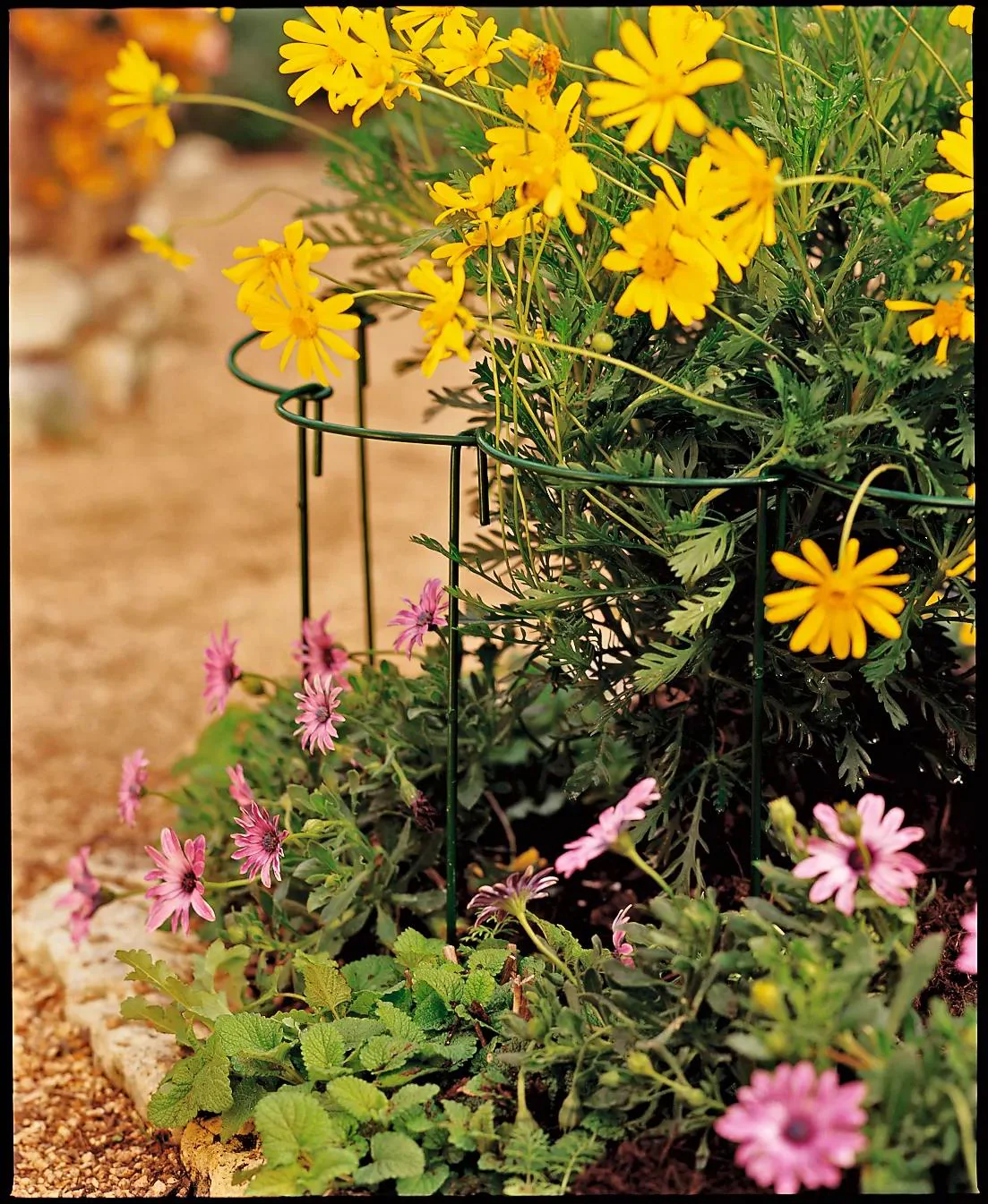 Curved Linking Stakes