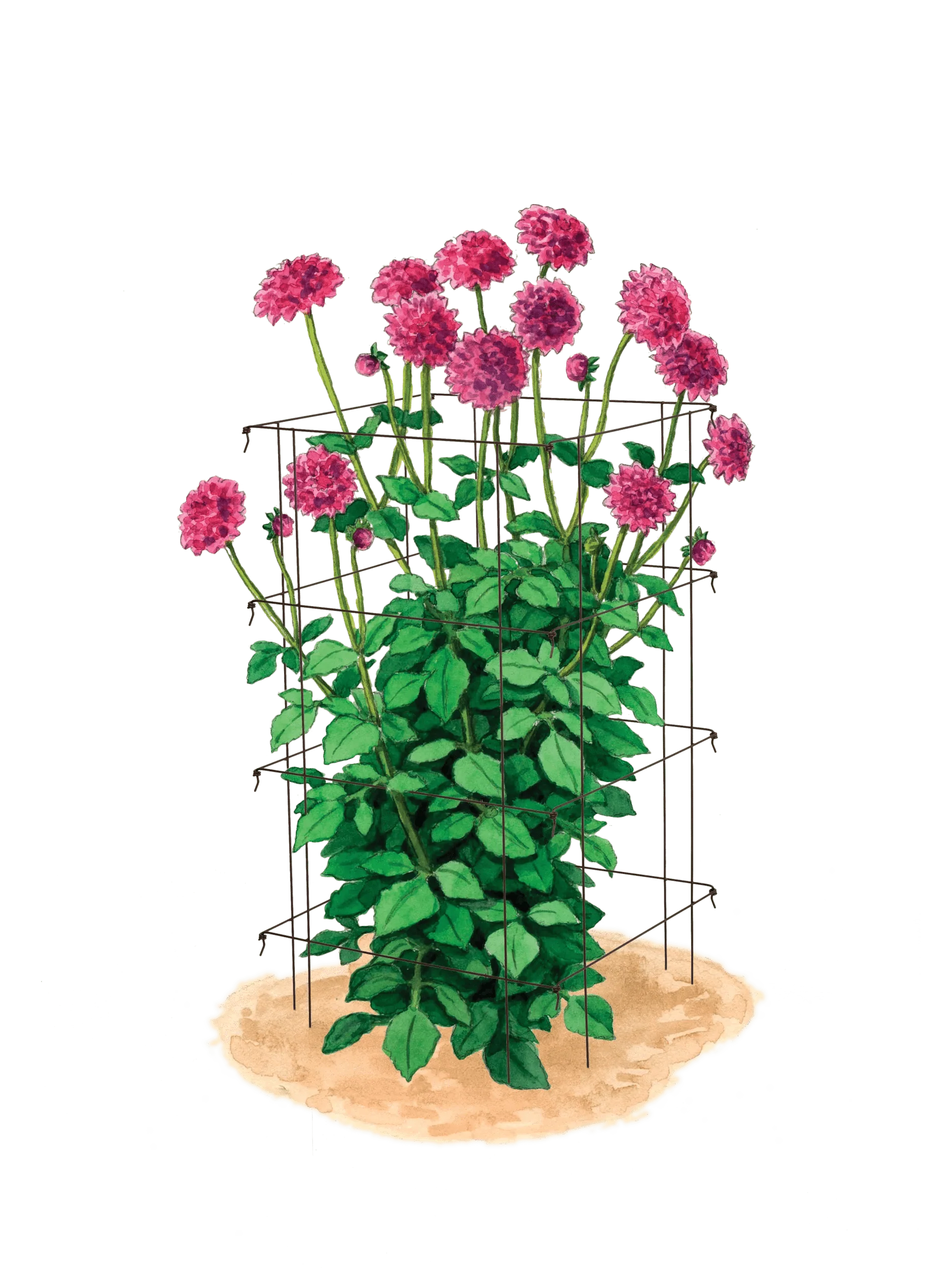 Dahlia Supports