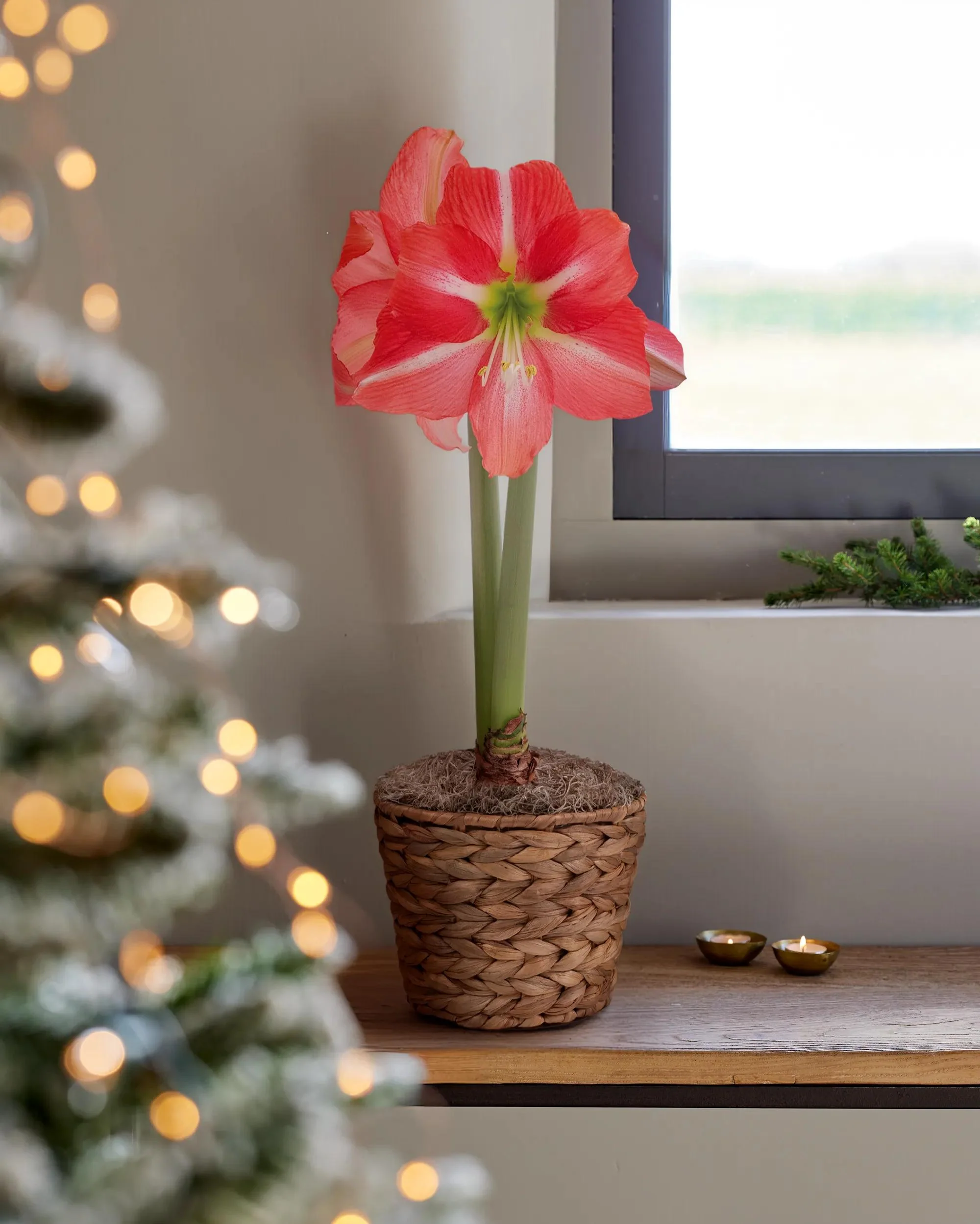 Dolce Vita Potted Amaryllis