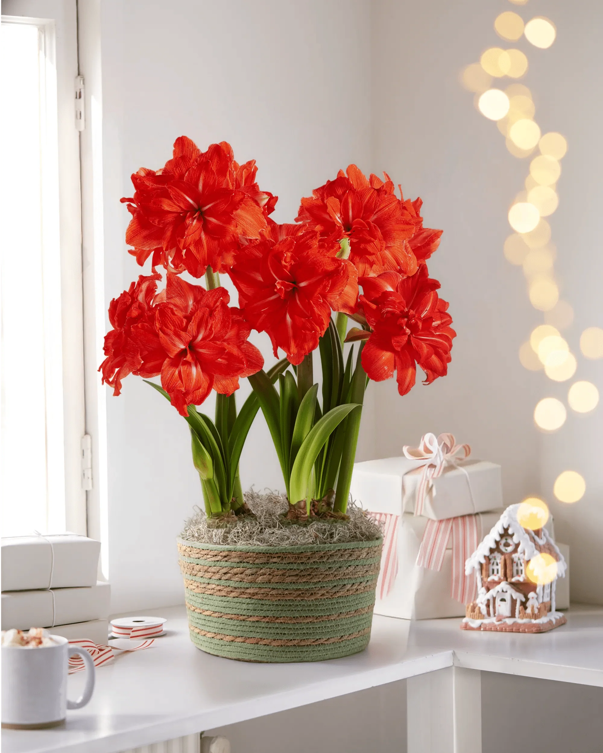 565-double-circus-potted-amaryllis-trio-1.webp Double Circus Potted Amaryllis Trio