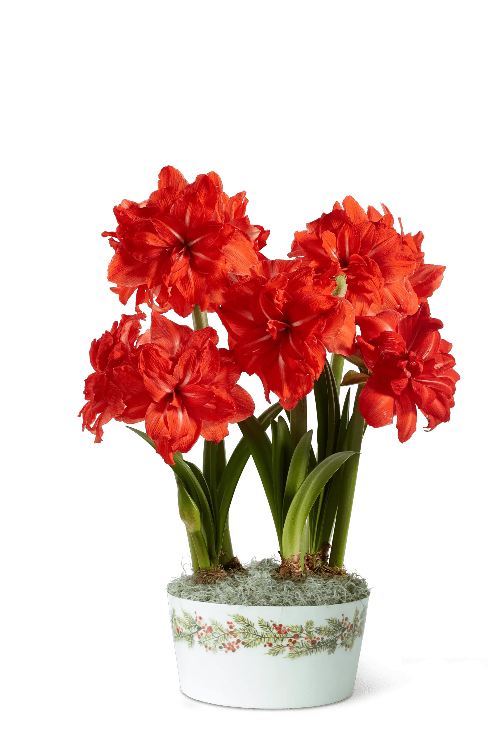 565-double-circus-potted-amaryllis-trio-2.webp Double Circus Potted Amaryllis Trio