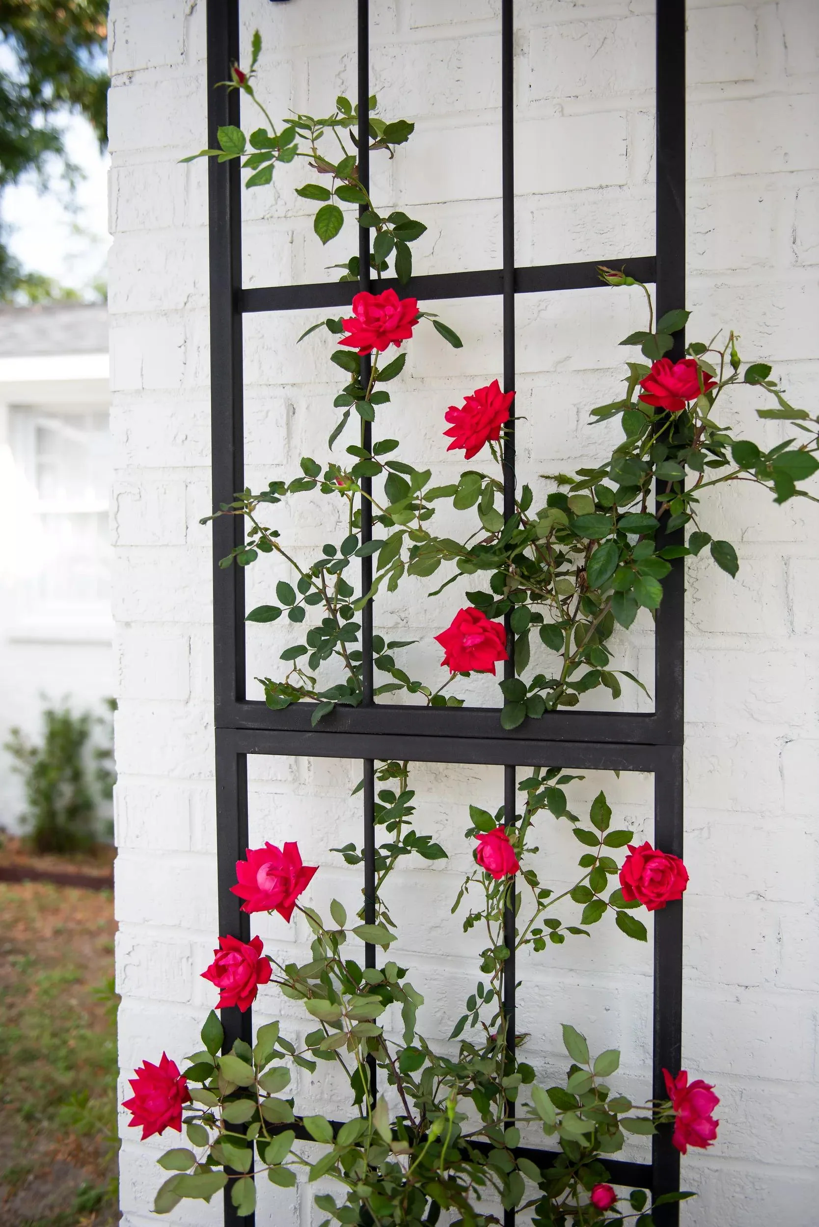 Essex™ Wall Trellis