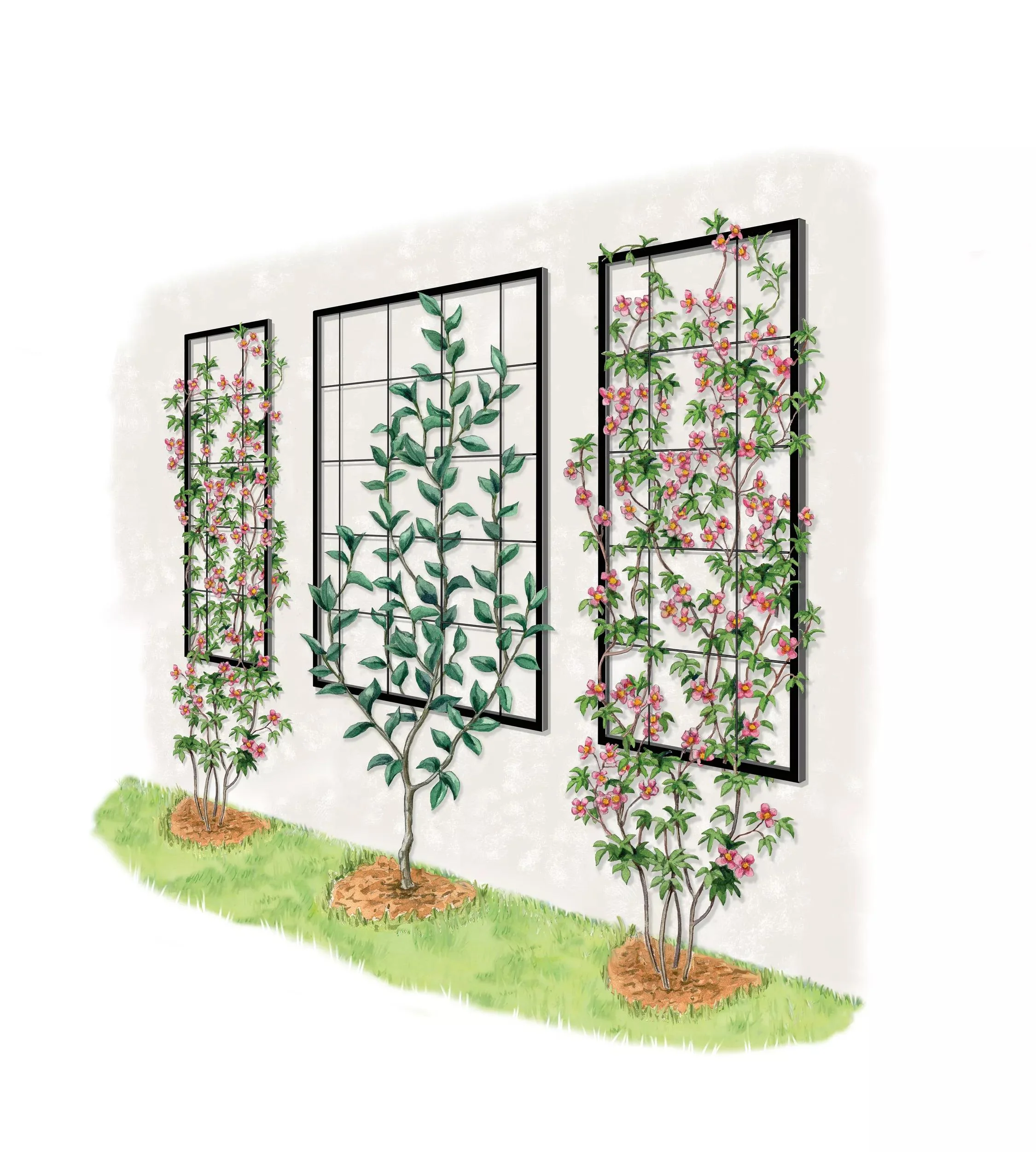 Exeter Wall Trellis