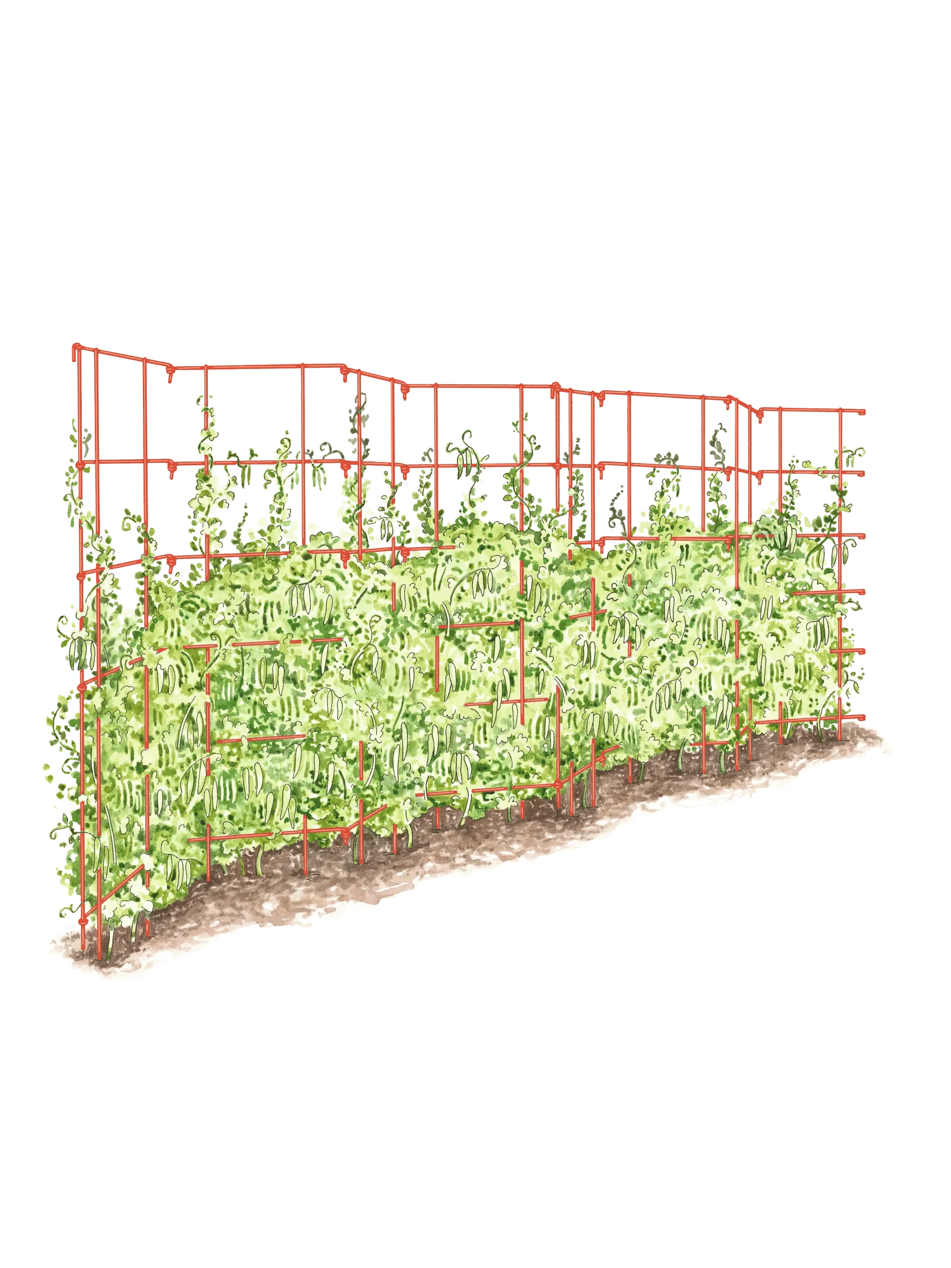 Expandable Pea Trellis