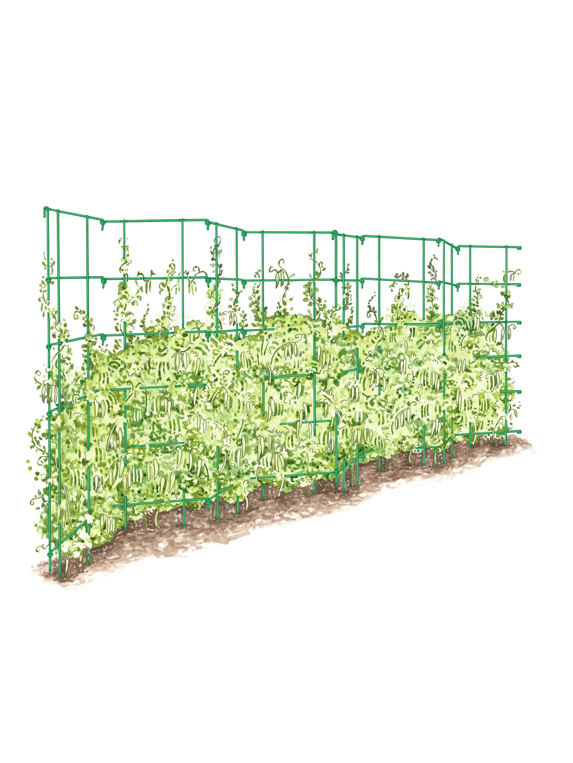 Expandable Pea Trellis