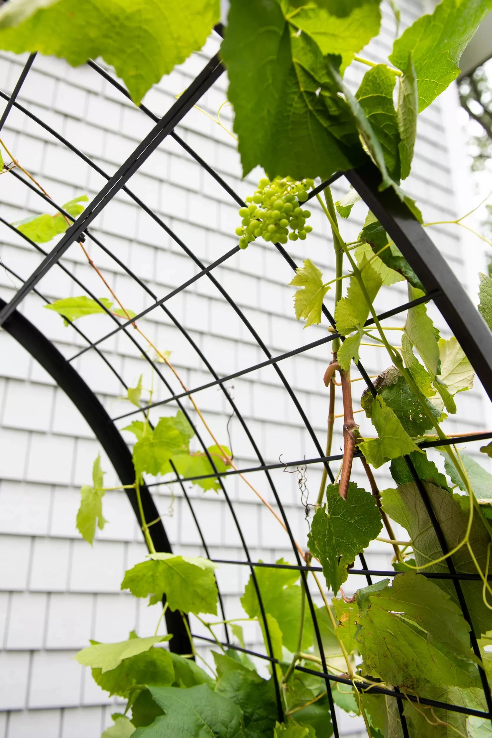 63-2-x-4-arch-trellis-for-planter-boxes-8.webp 2' x 4' Arch Trellis for Planter Boxes
