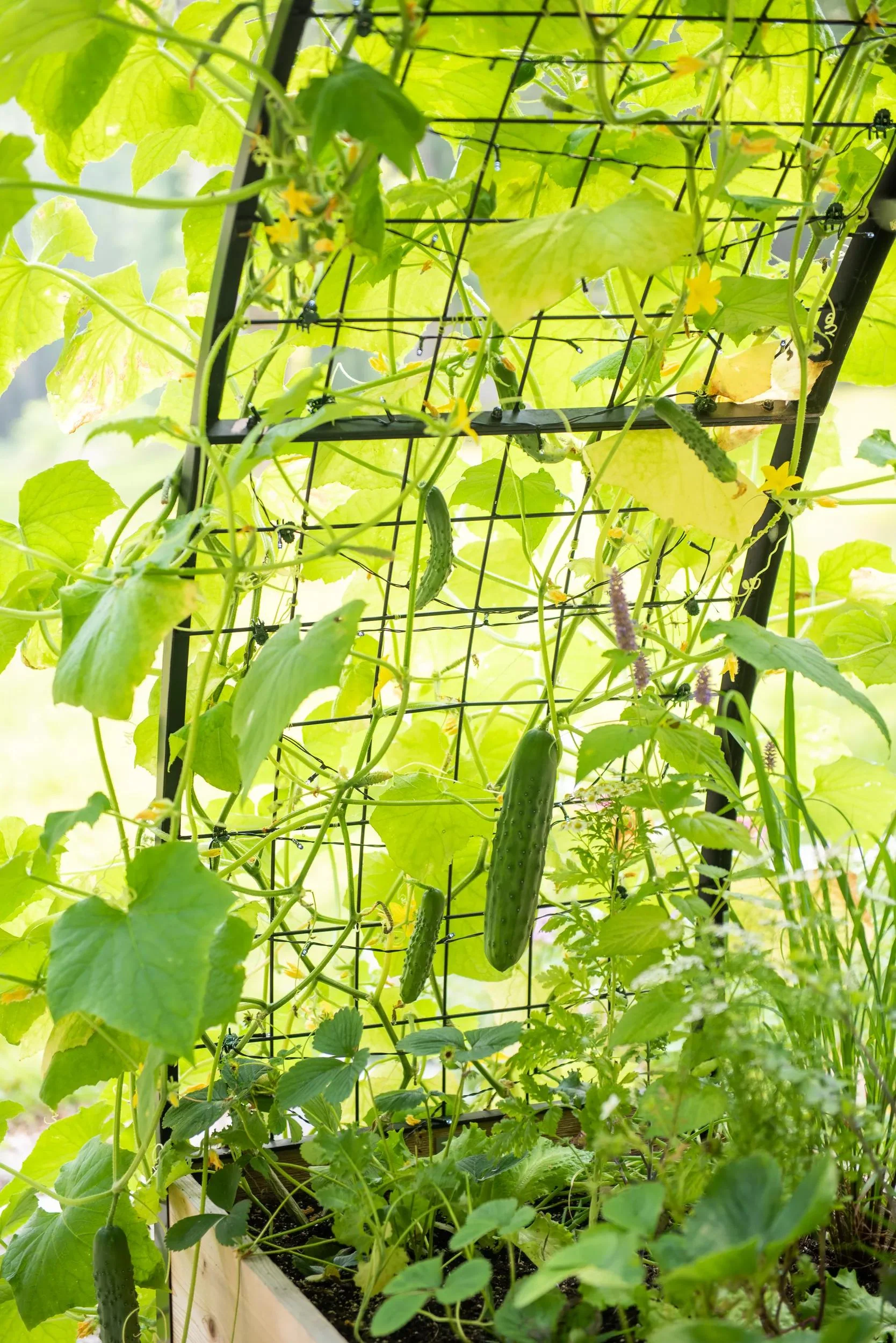 66-2-x-8-arch-trellis-for-planter-boxes-3.webp 2' x 8' Arch Trellis for Planter Boxes